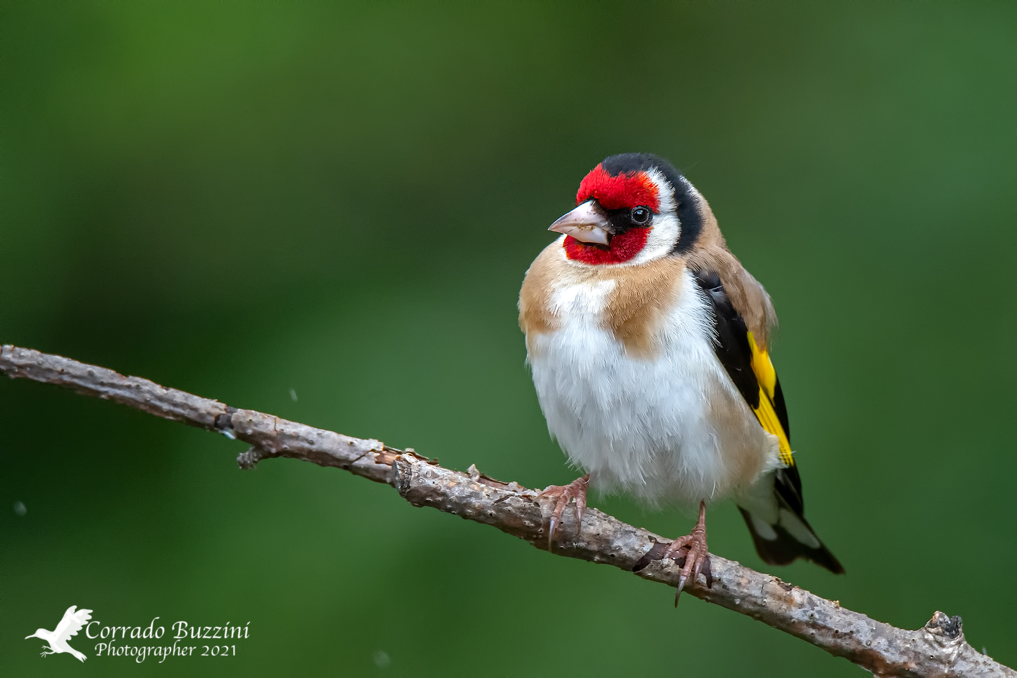 Goldfinch