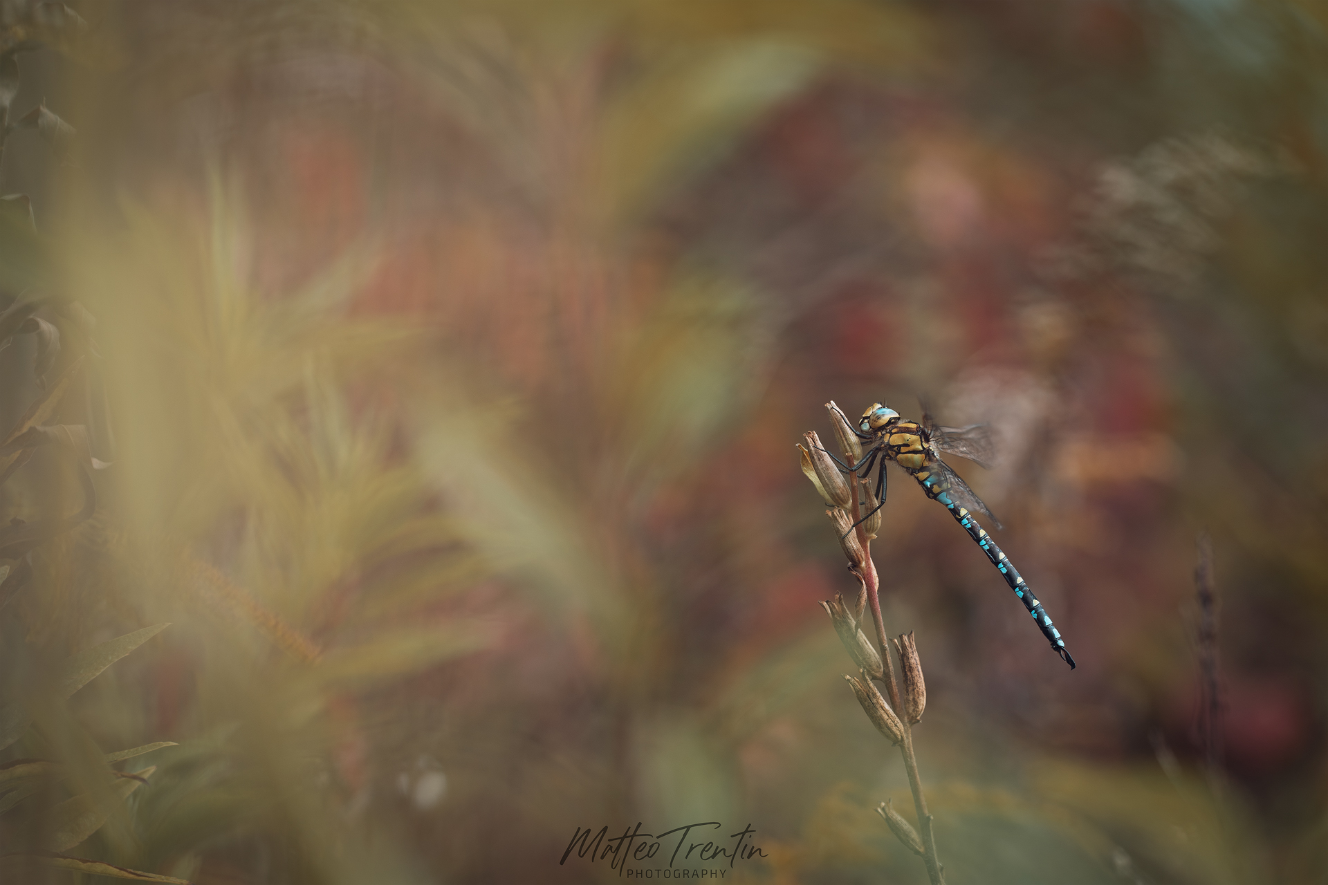 Autumn Dragonfly