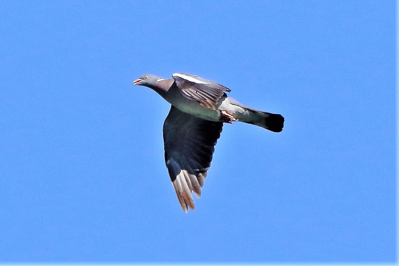 wood pigeon