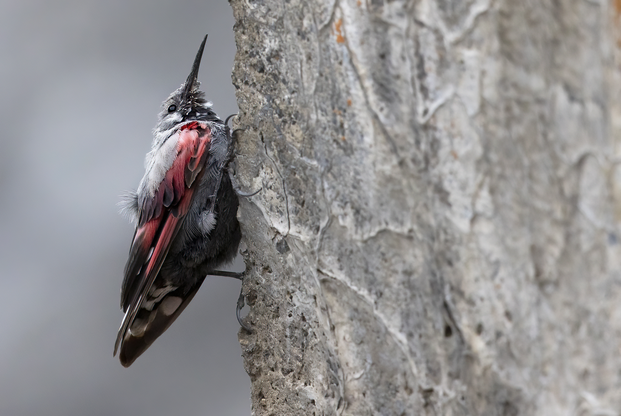 no limits, picchio muraiolo