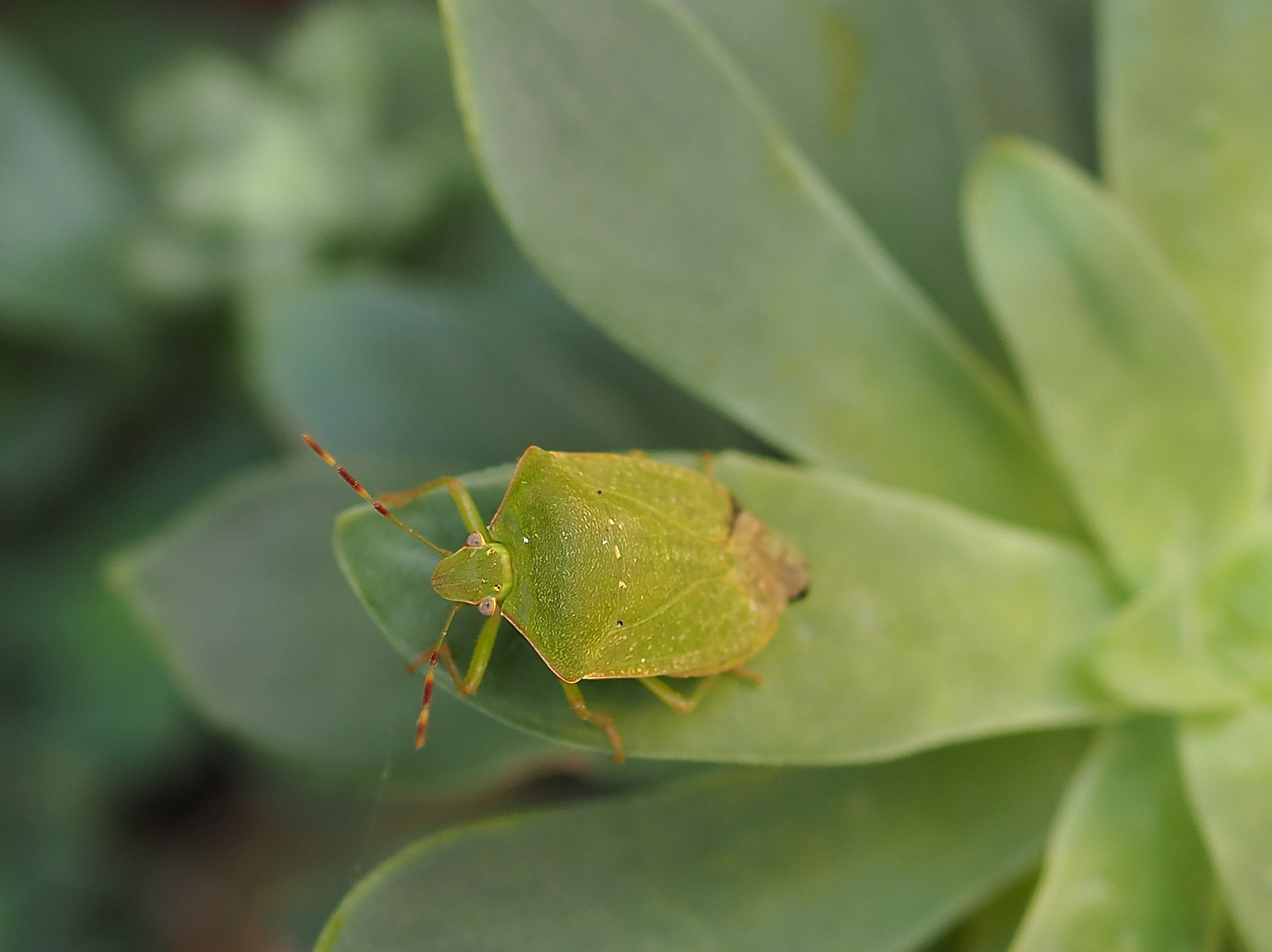 Che ti guardi? (Cimice verde)