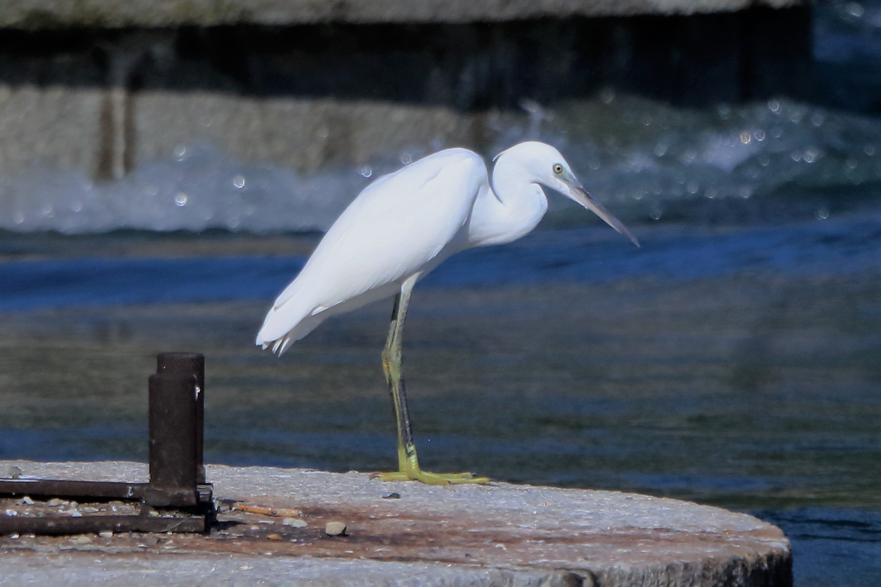 Egret