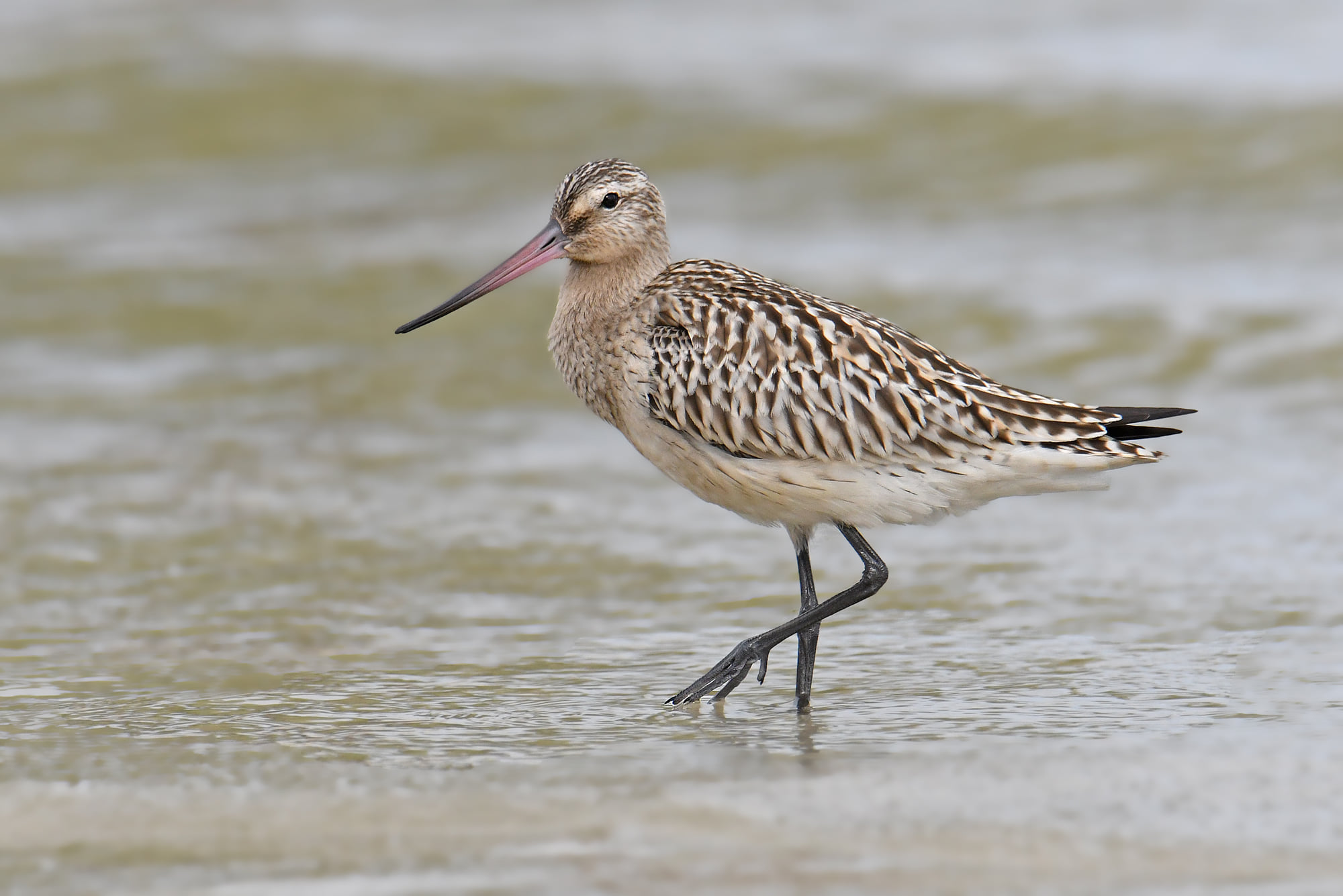 Bar-tailed godwit