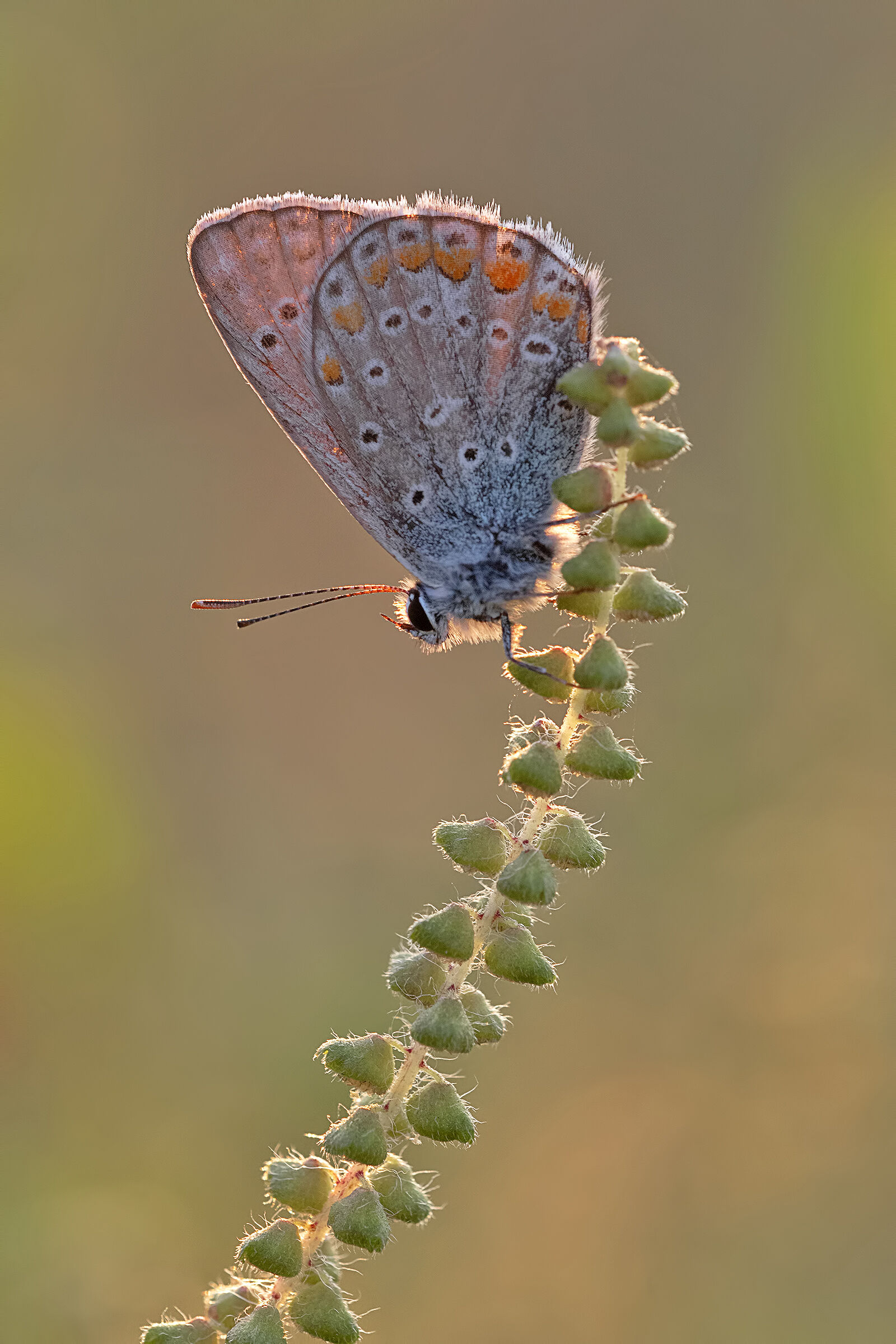 polyommatus icarus