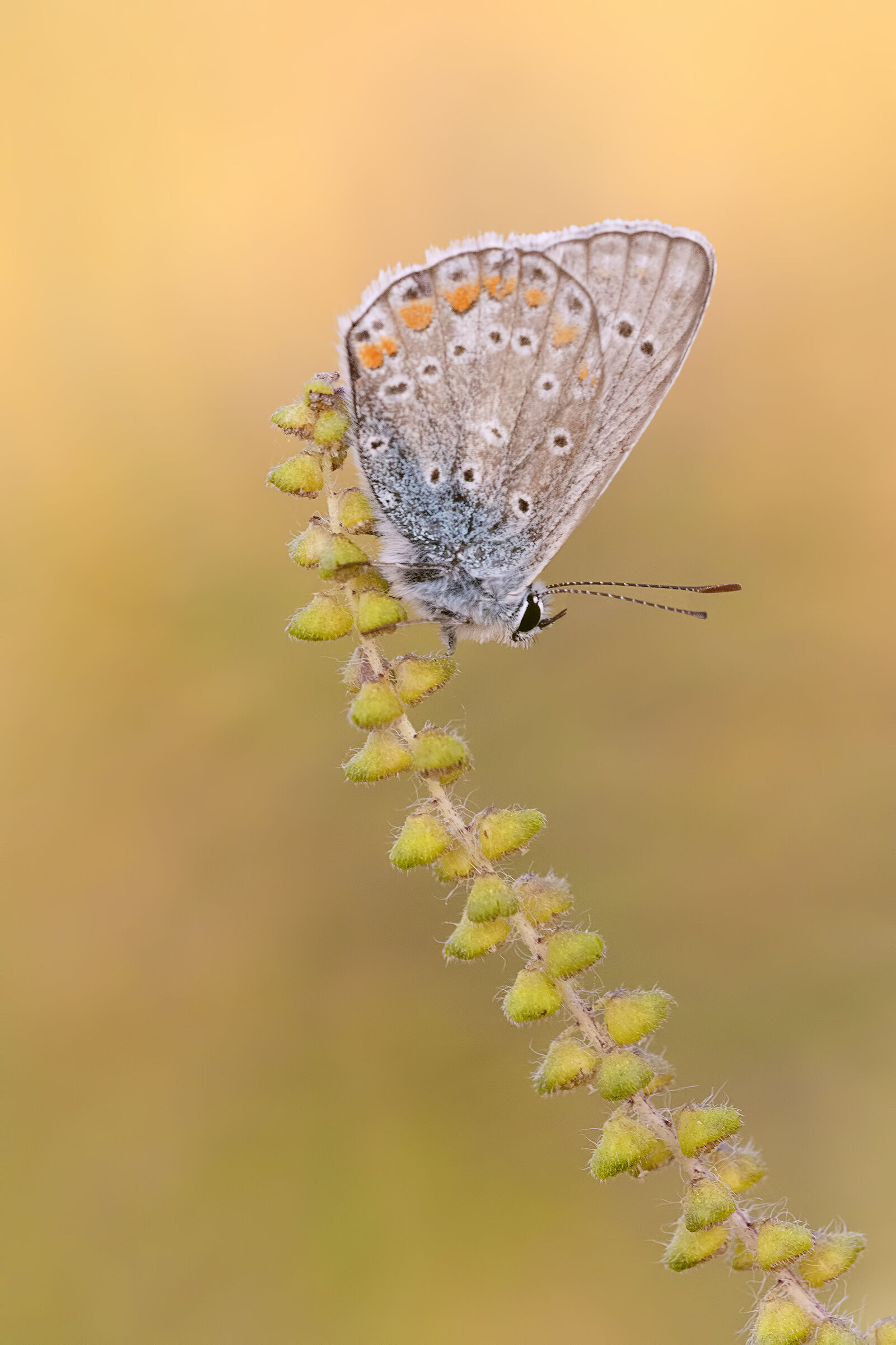 polyommatus icarus