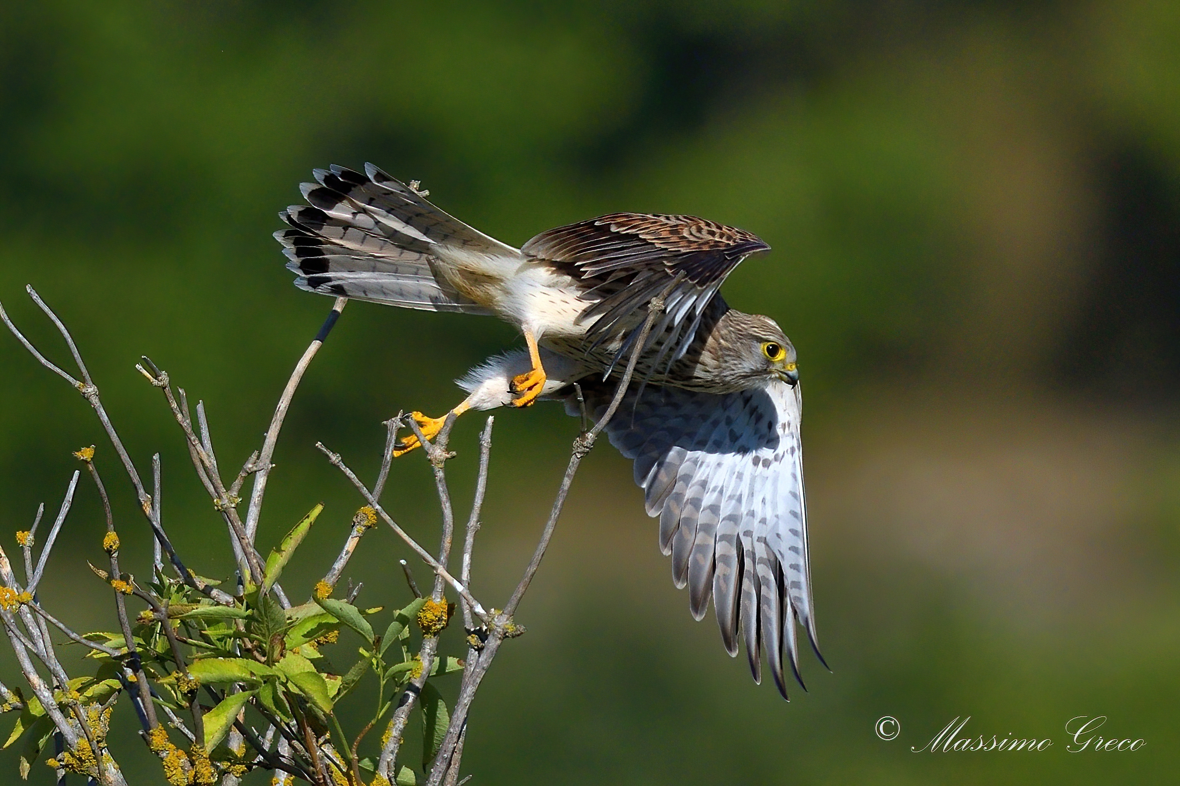 Kestrel (Falco tinnunculus)
