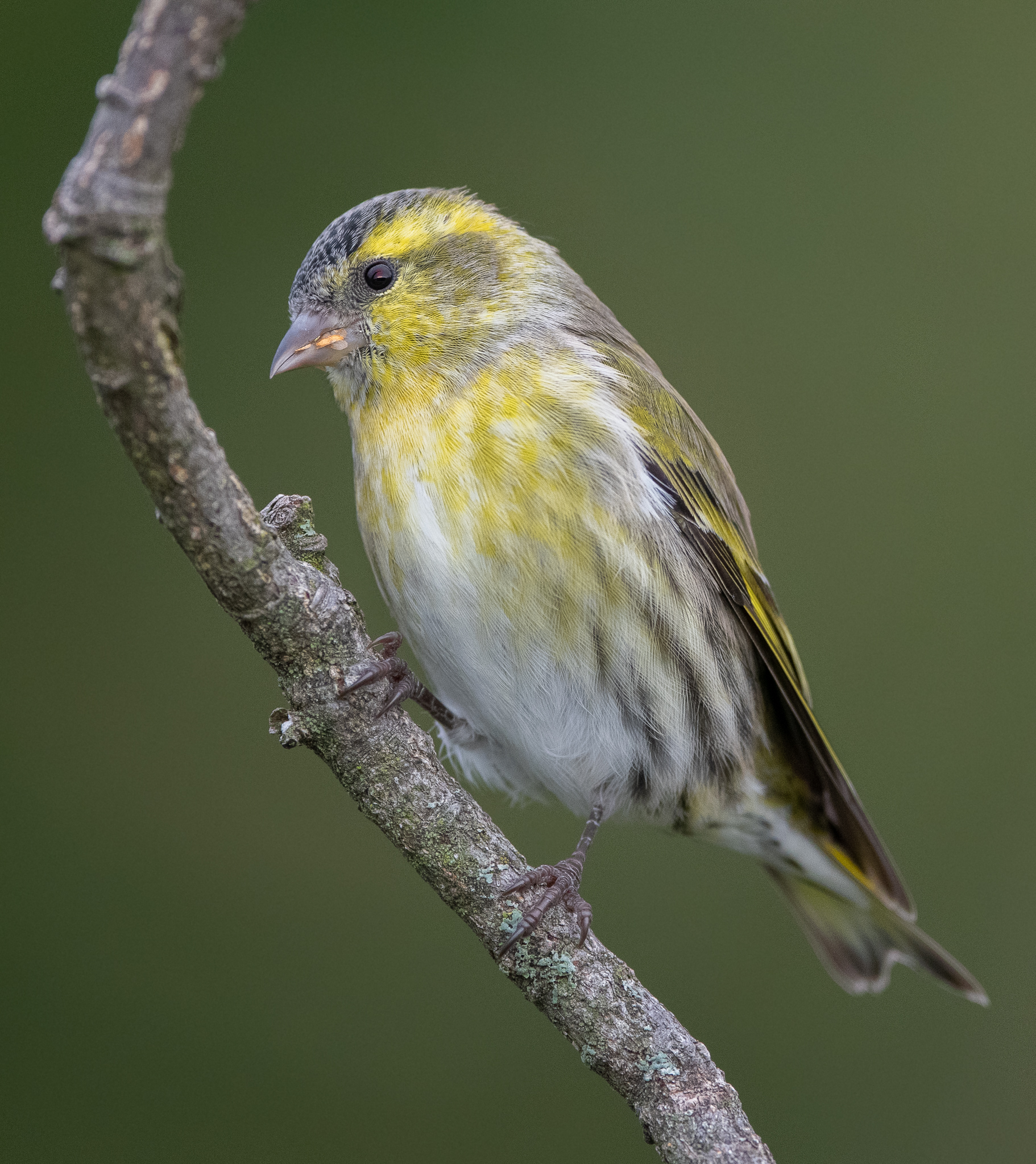 Young male of Lucherino