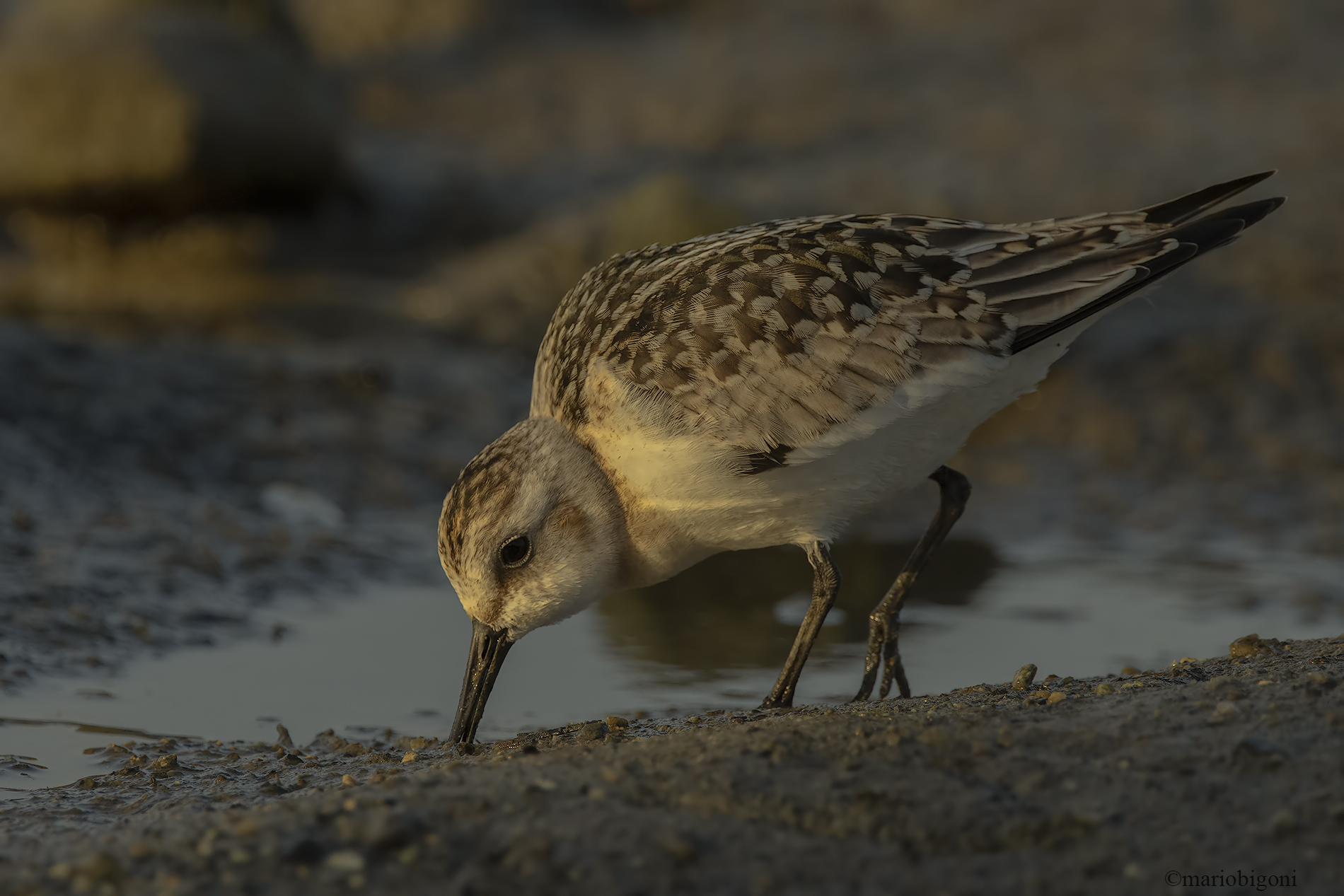 Three-toed piovanello
