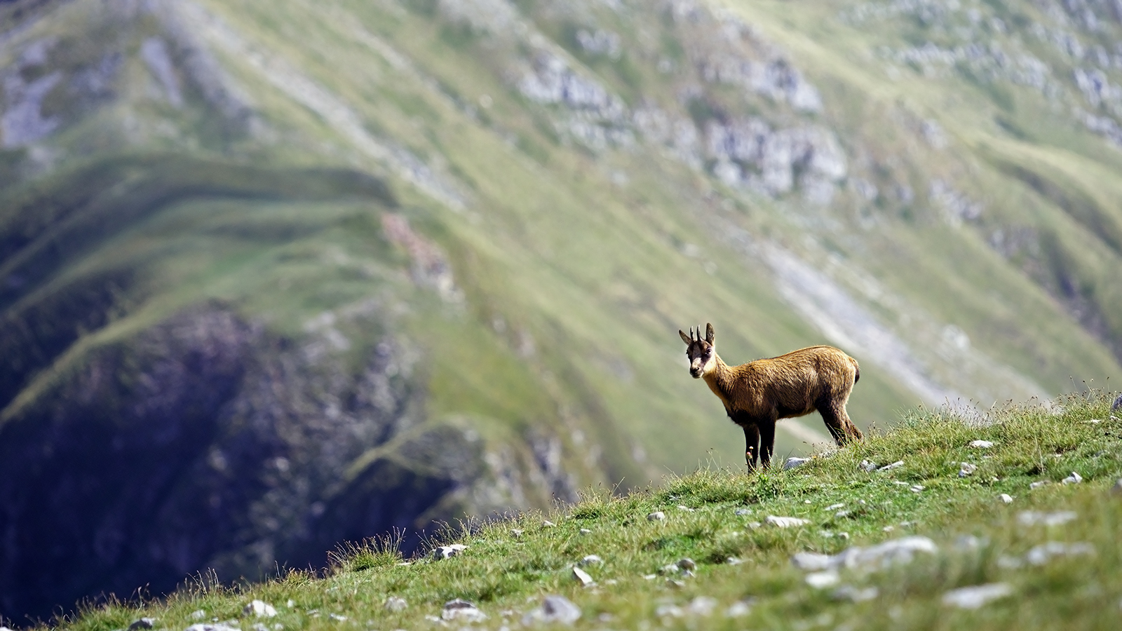 Giovane Camoscio d'Abruzzo
