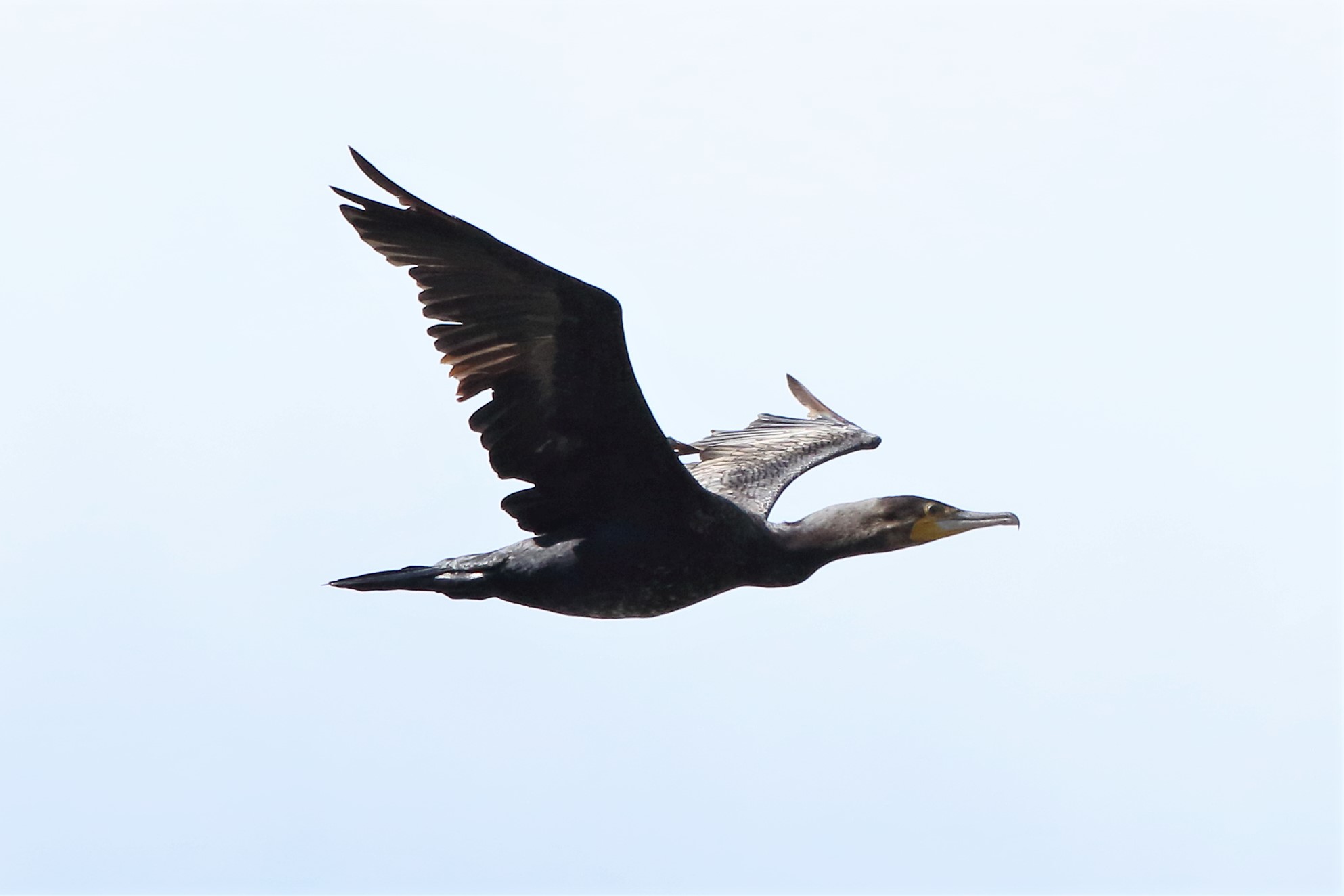 cormorant