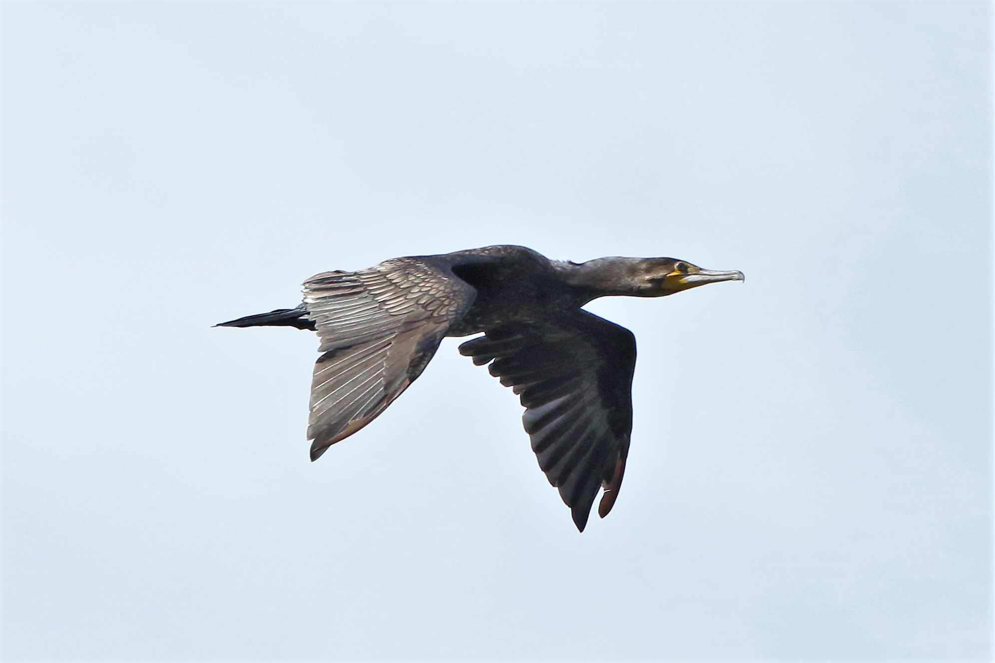 cormorant
