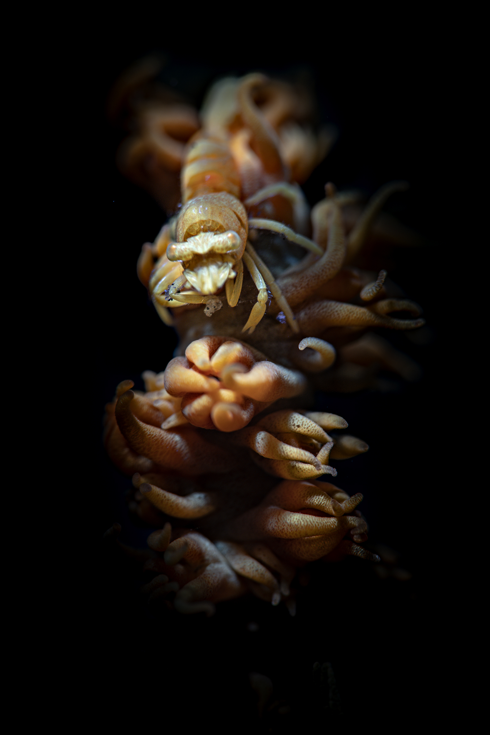shrimp over coral  Dasycaris zanzibarica