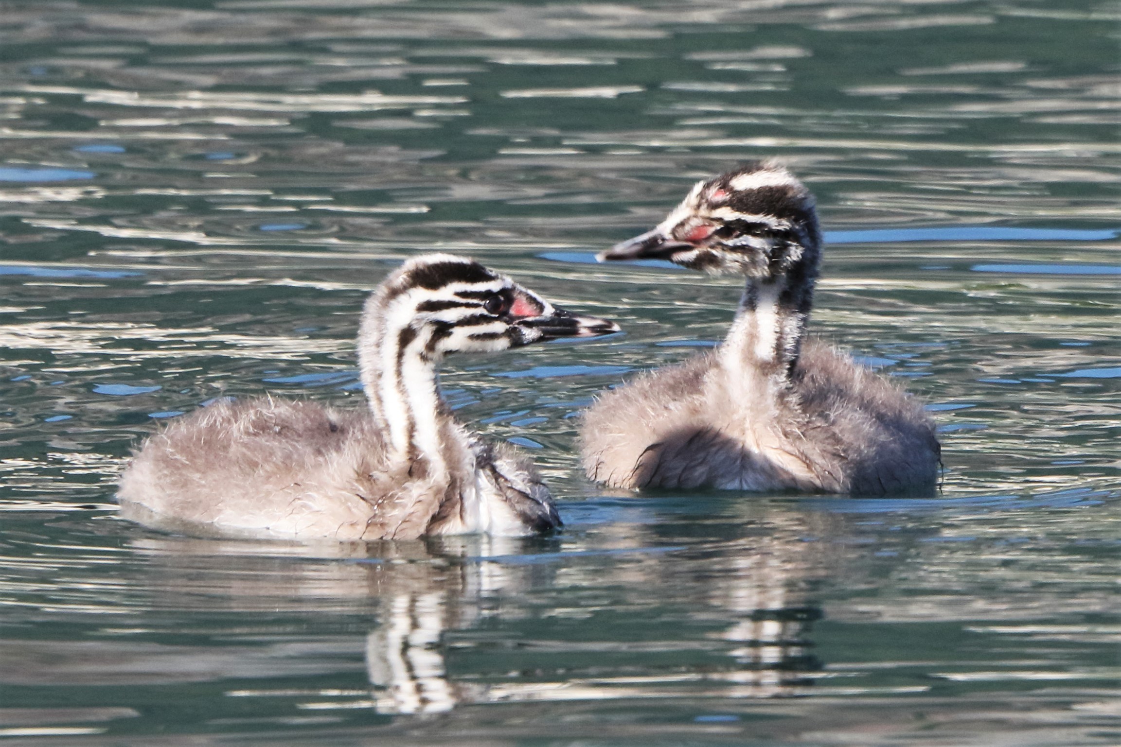 Grebes