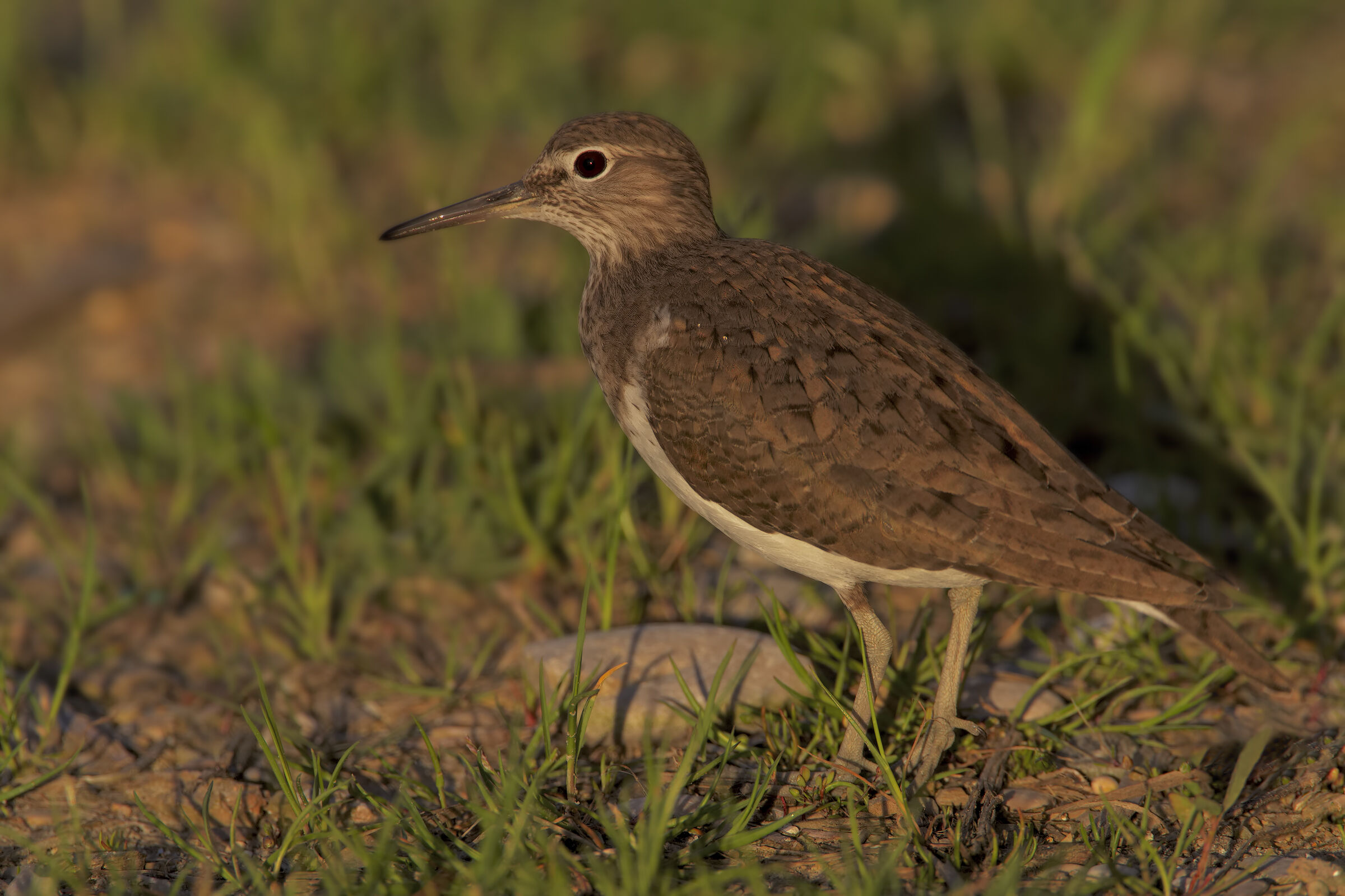 Piro piro piccolo al tramonto