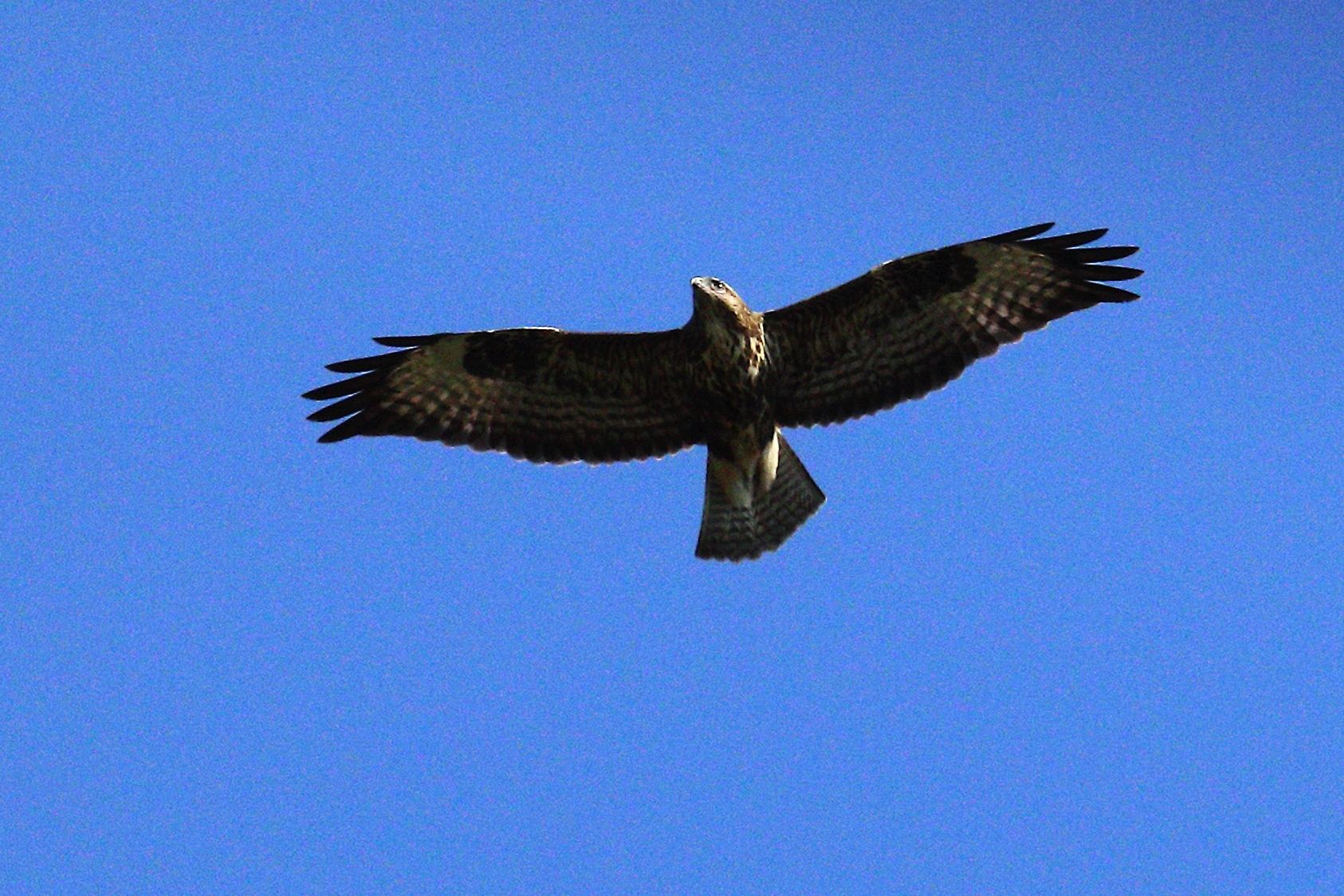 Buzzard