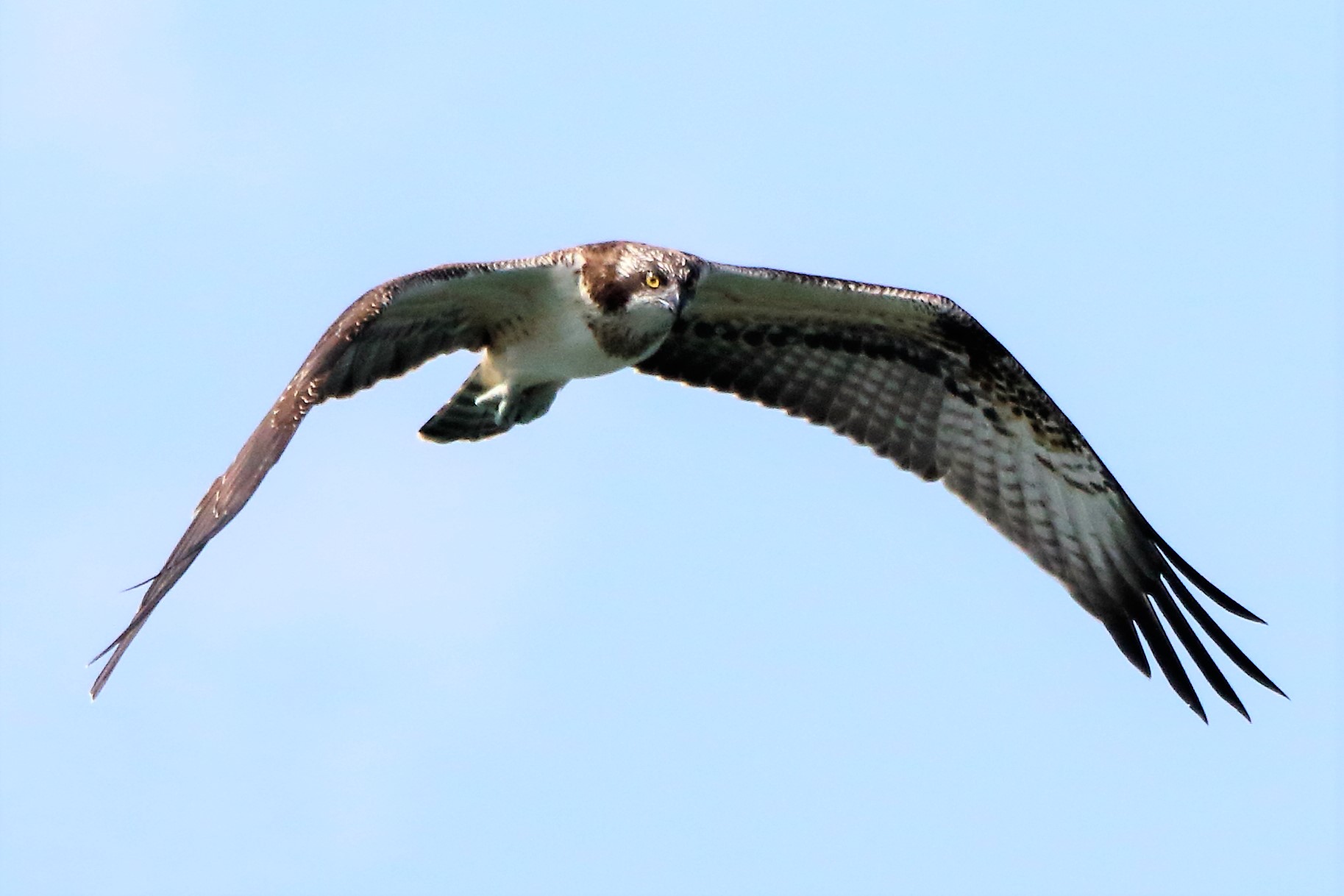 Osprey