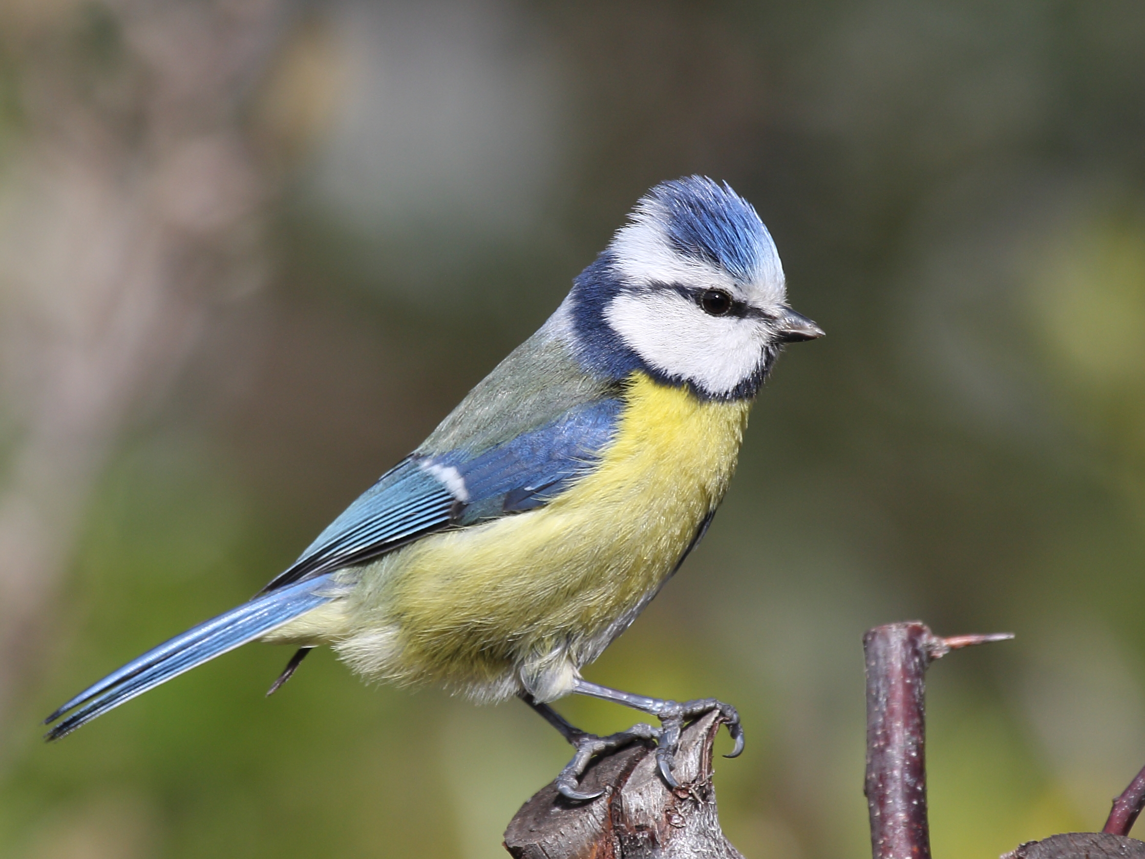 Blue Tit