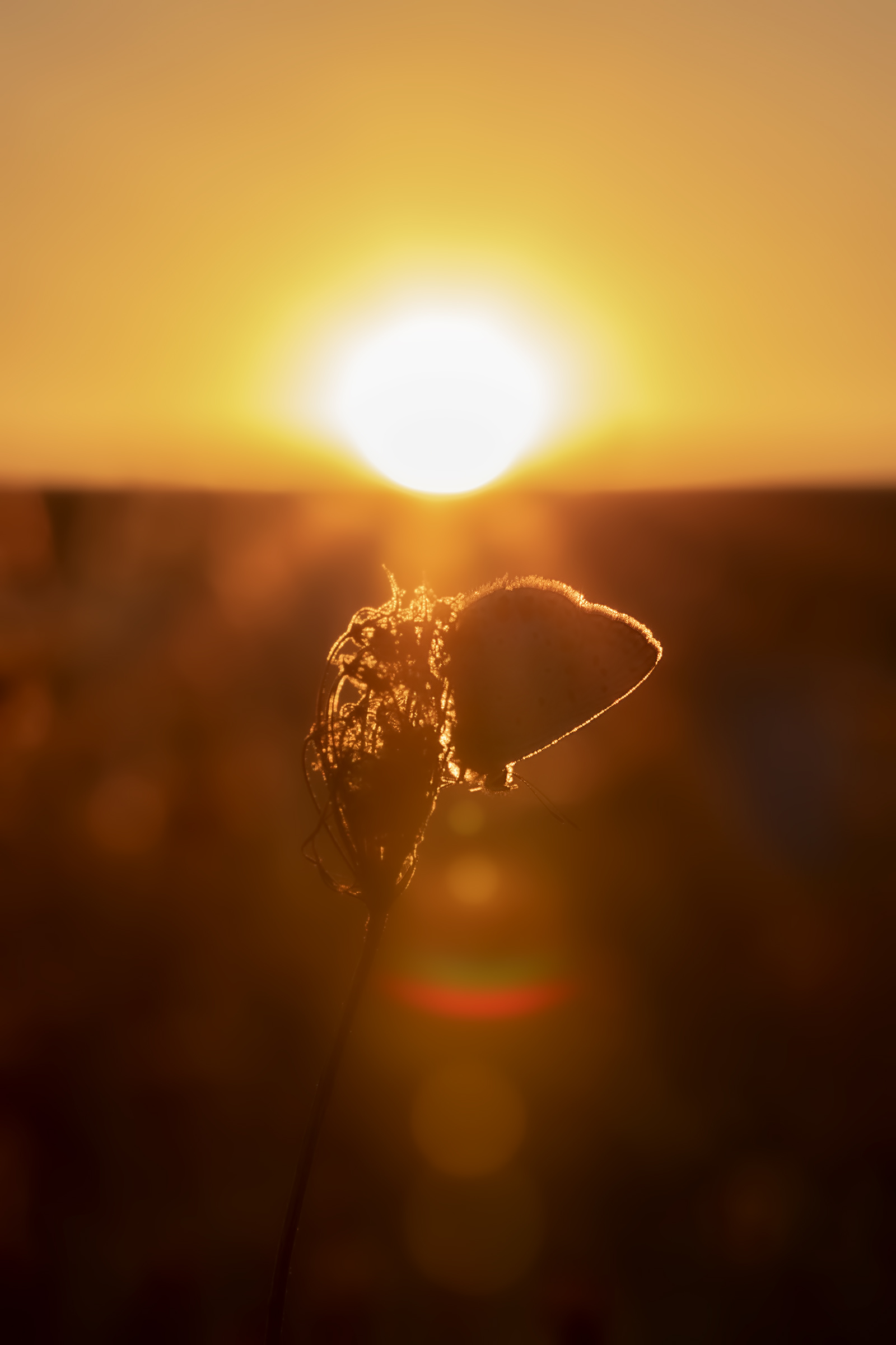 good night little licenide