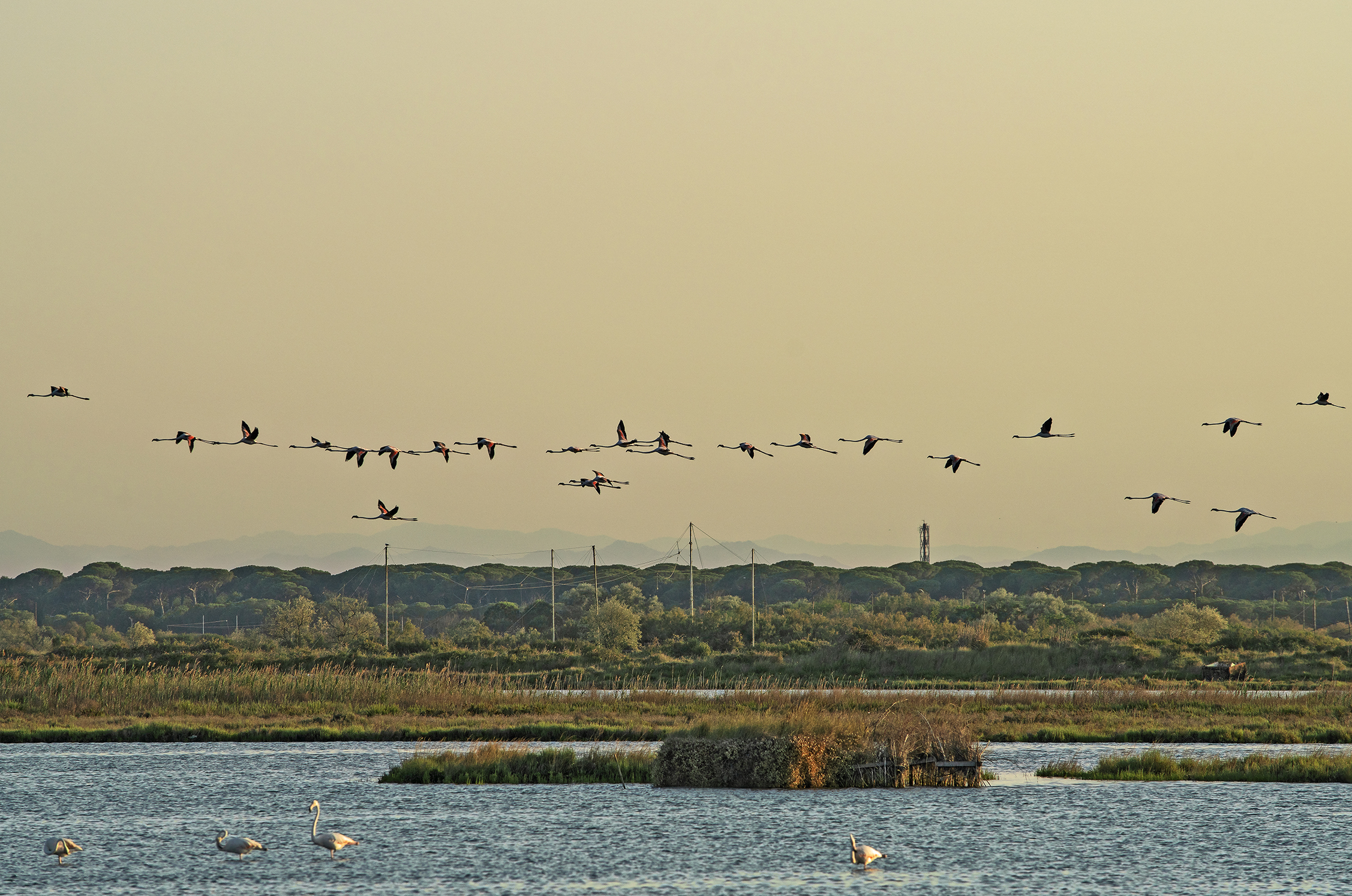 fenicotteri in volo sulla baiona