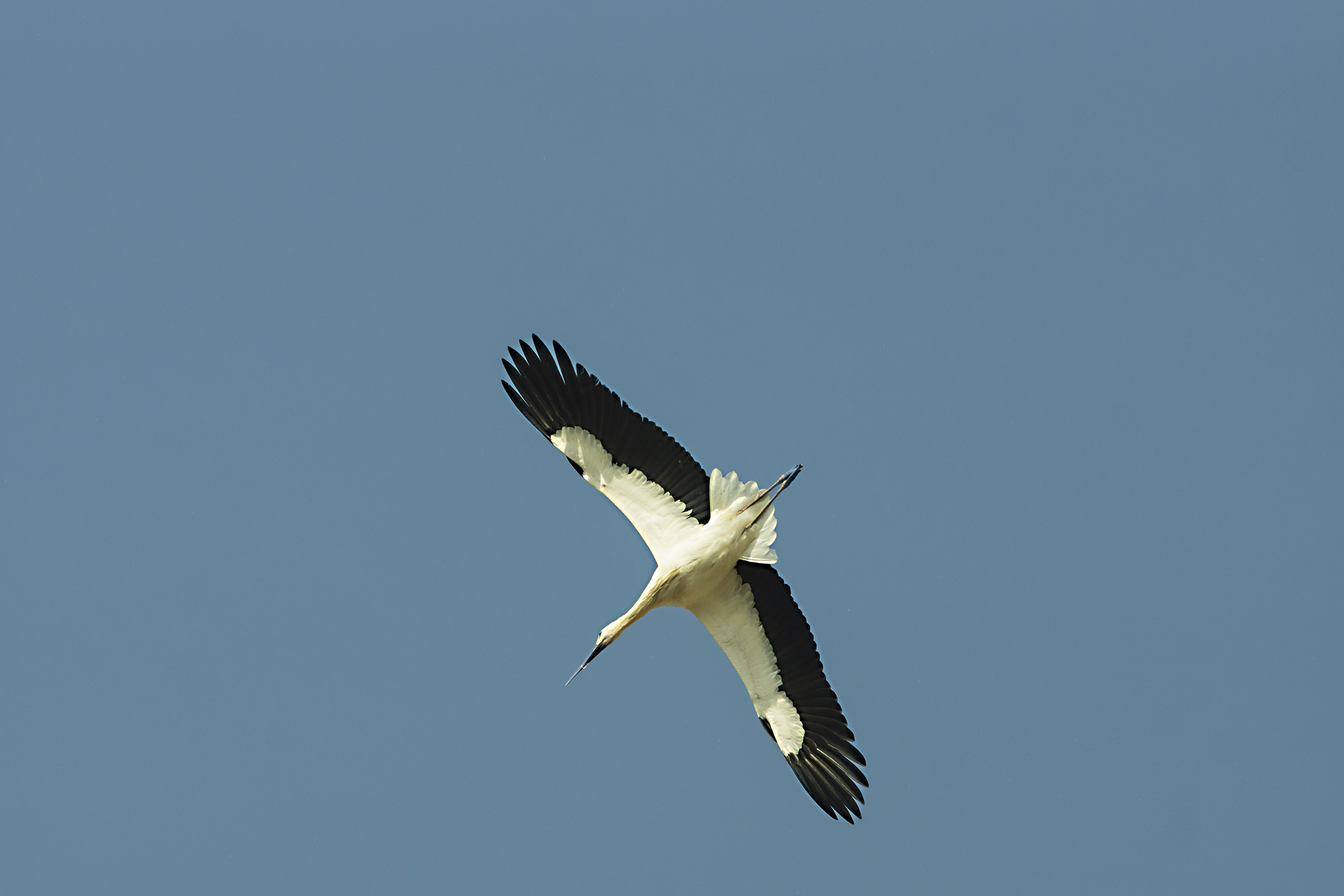Sono tornate le cicogne a Cremona
