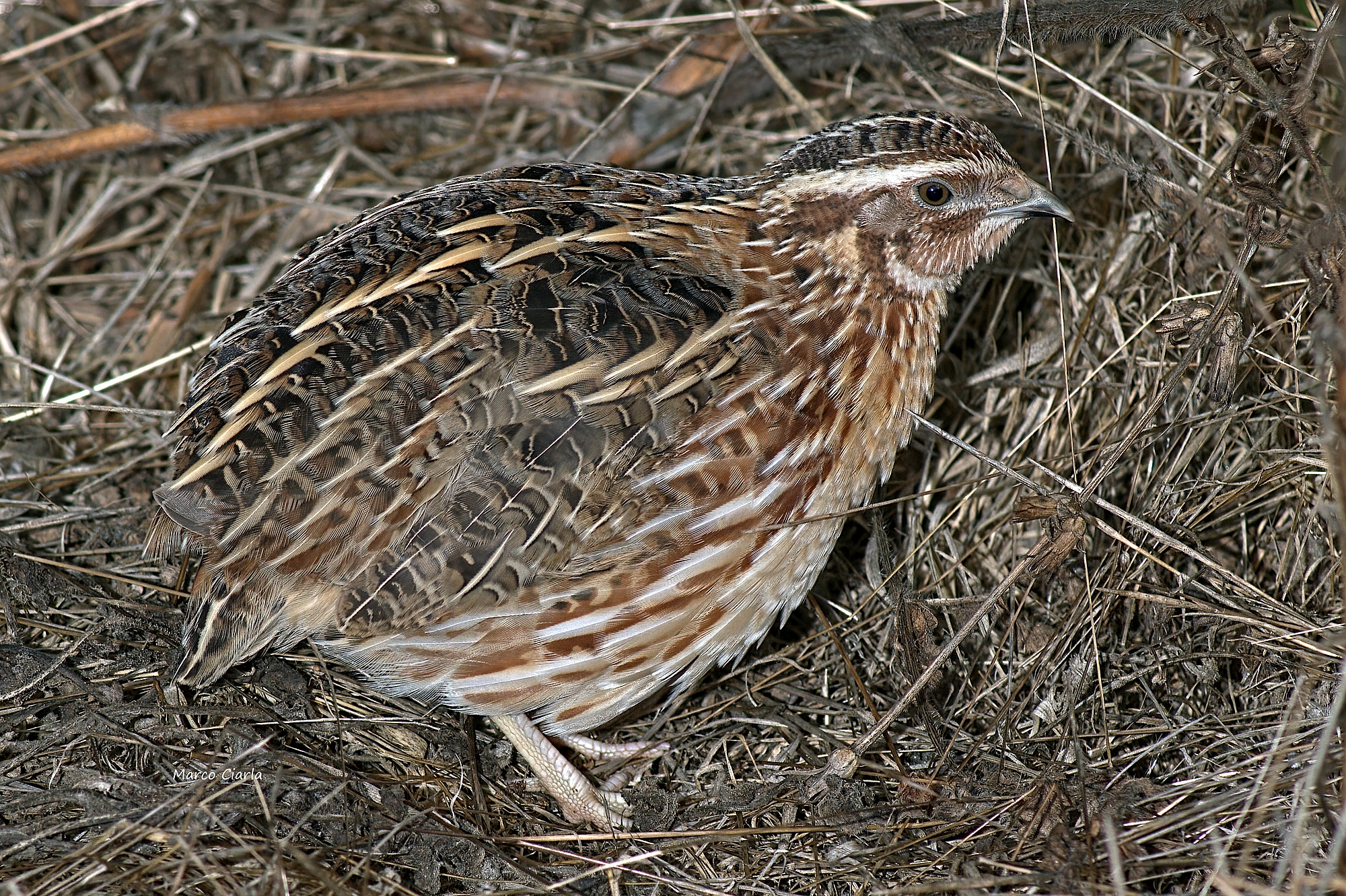 Quail (Coturnix coturnix)