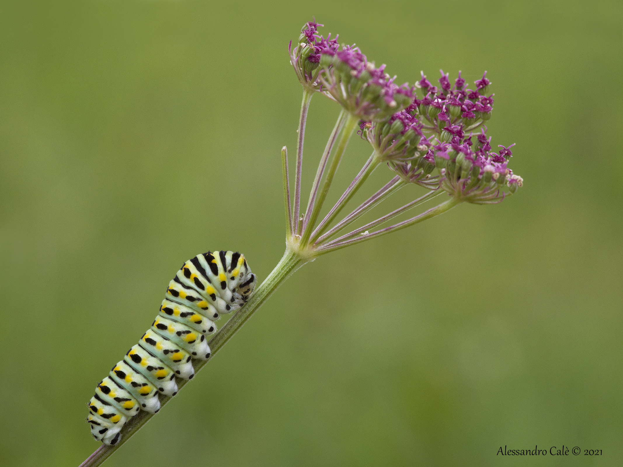Papilio macaon (Macaone) 3622
