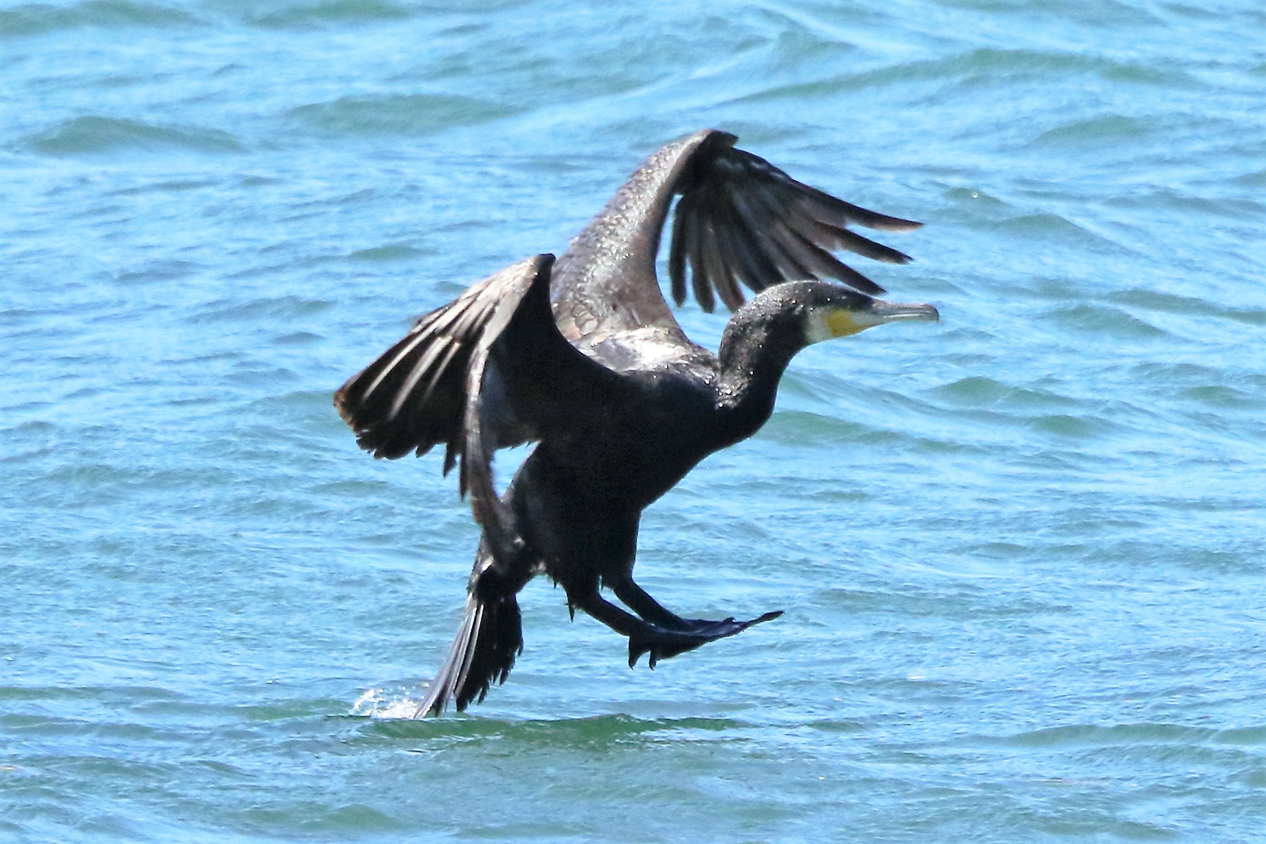 Cormorant