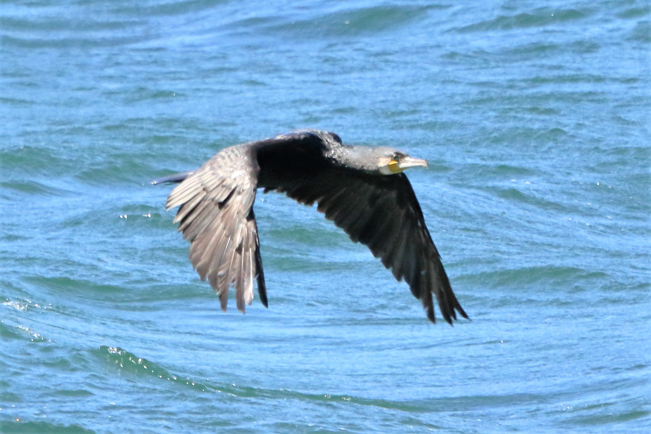 Cormorant