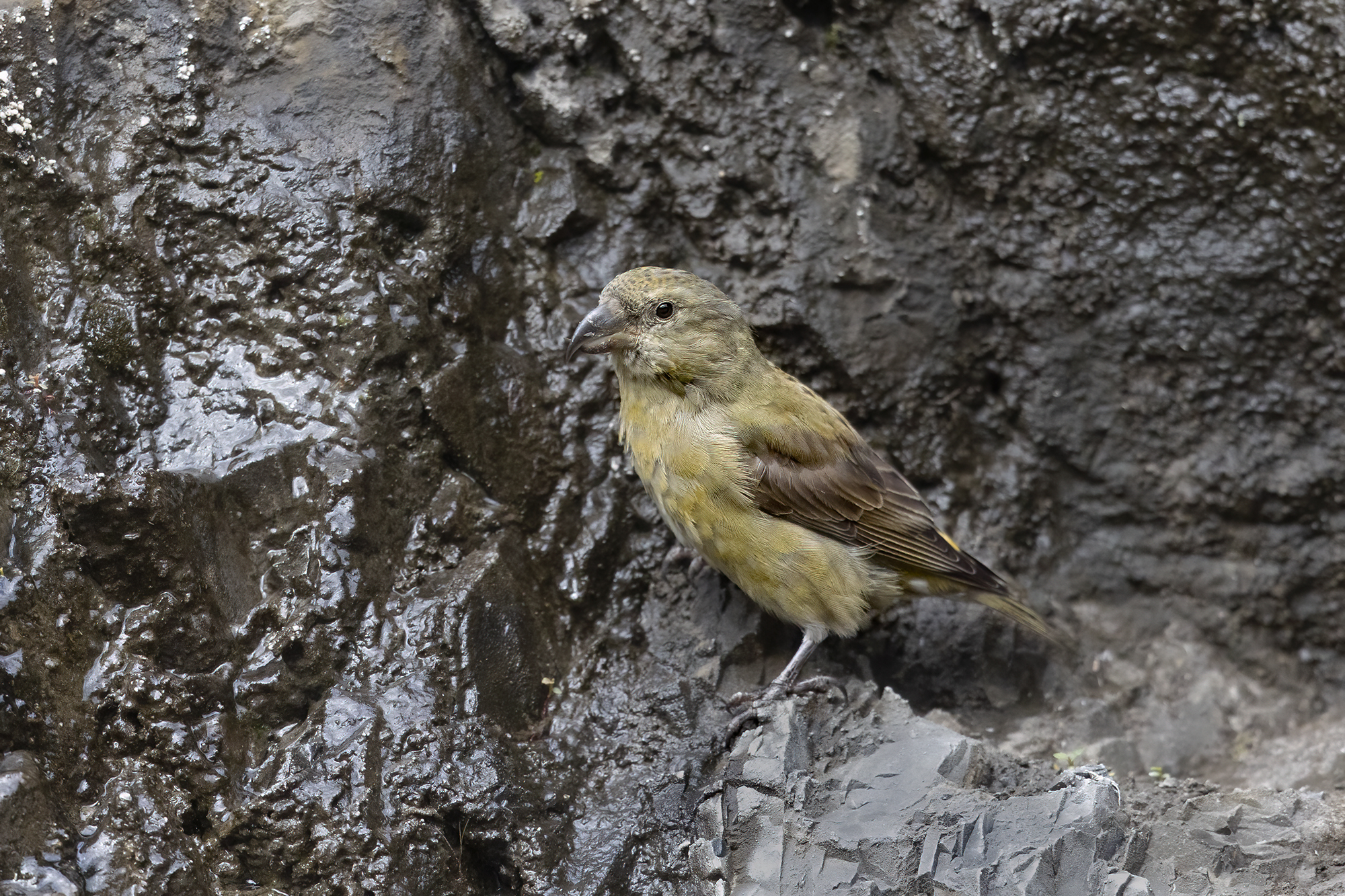 crociere alla cascatella