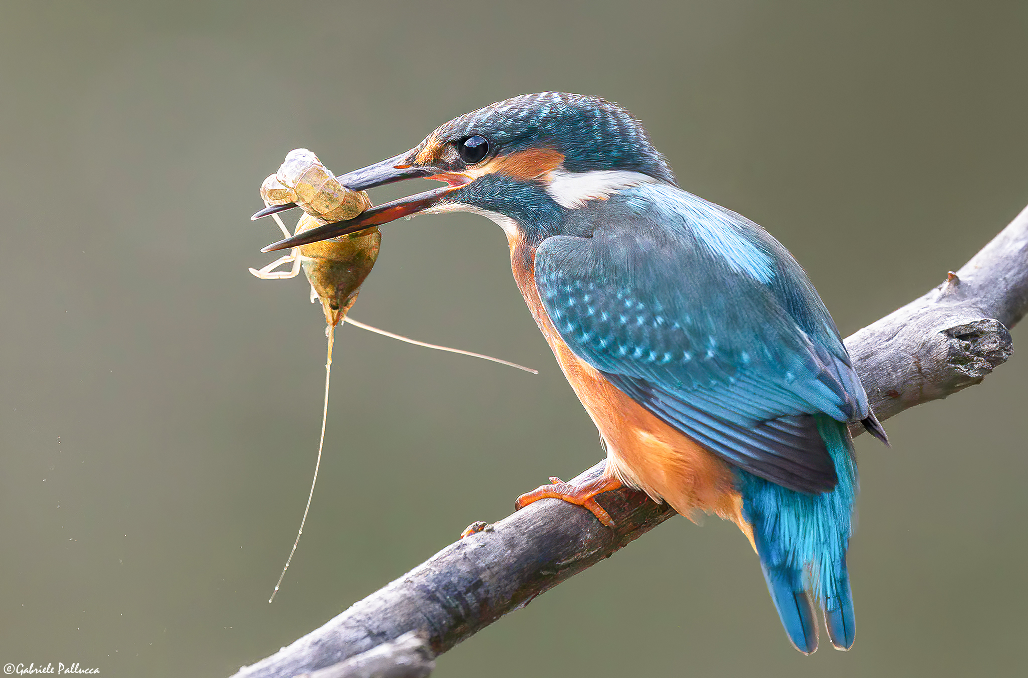 Kingfisher with local shrimp