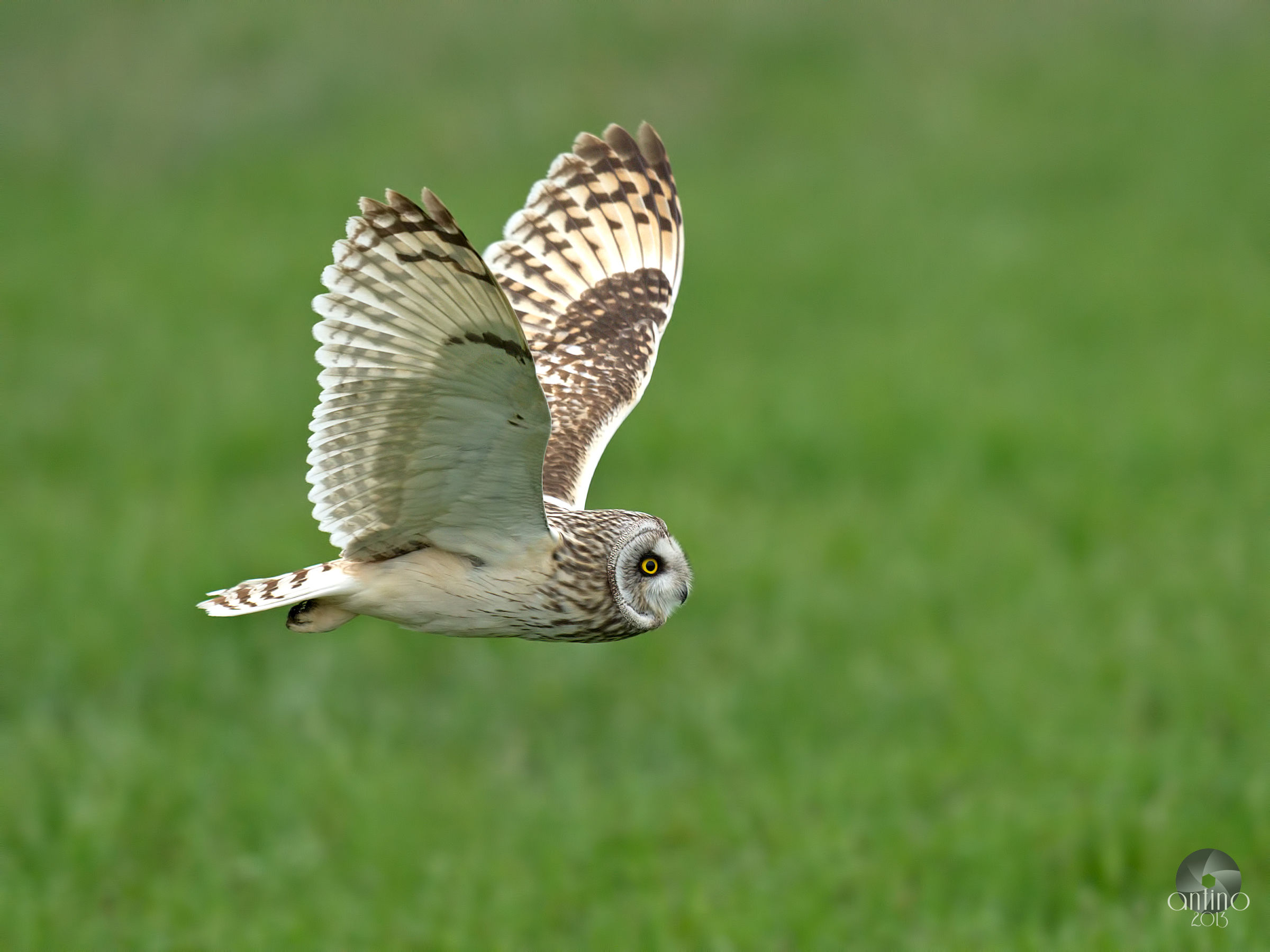 Un gufetto di palude