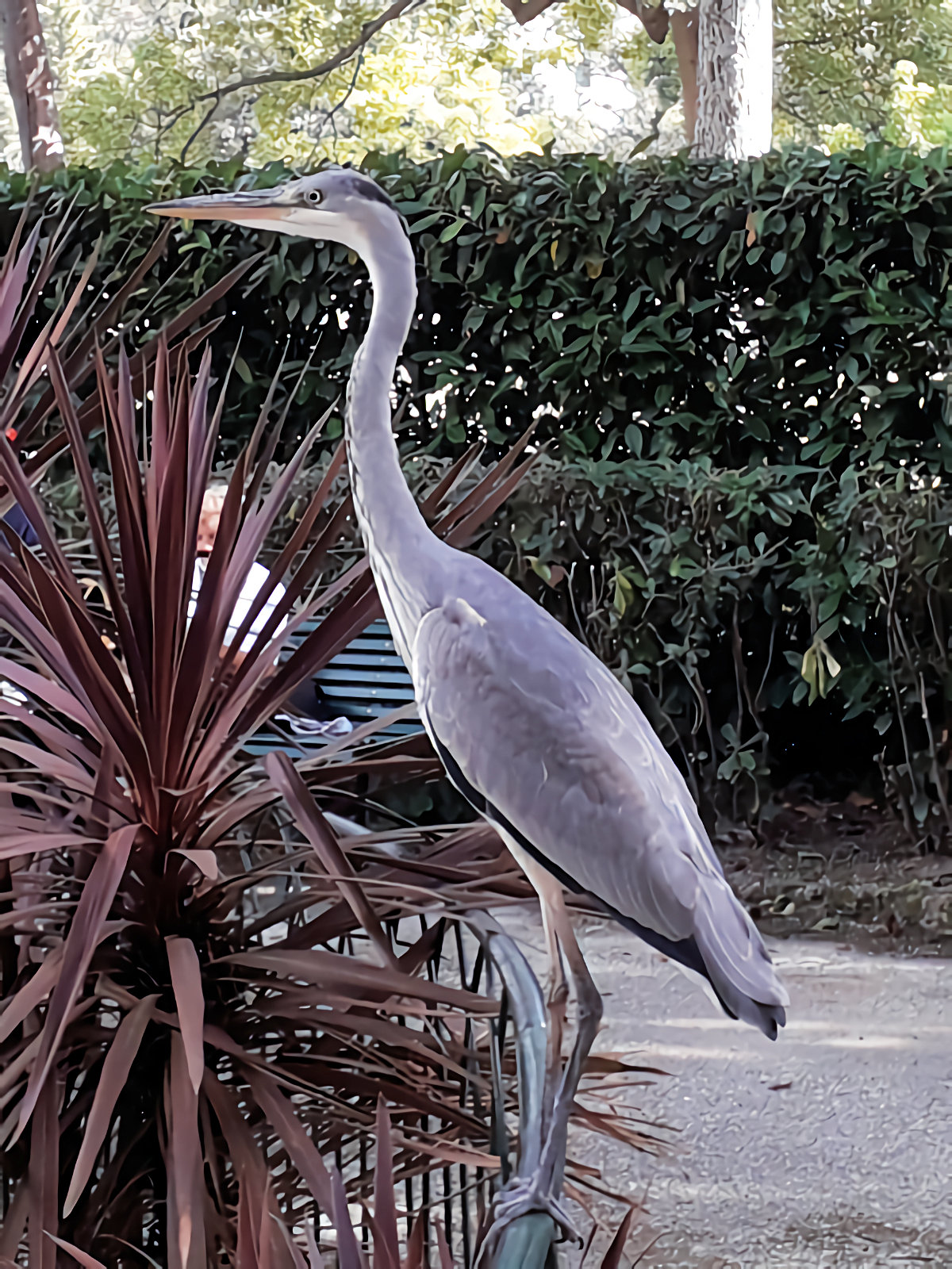 A heron at the Parks of Nervi