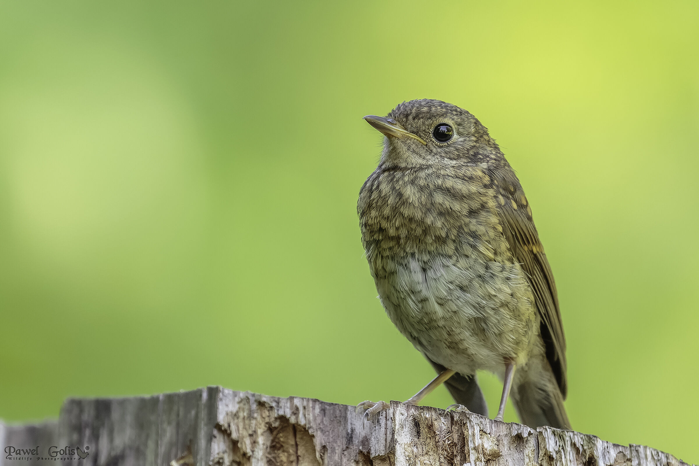 Pettirosso giovanile (Erithacus rubecula)