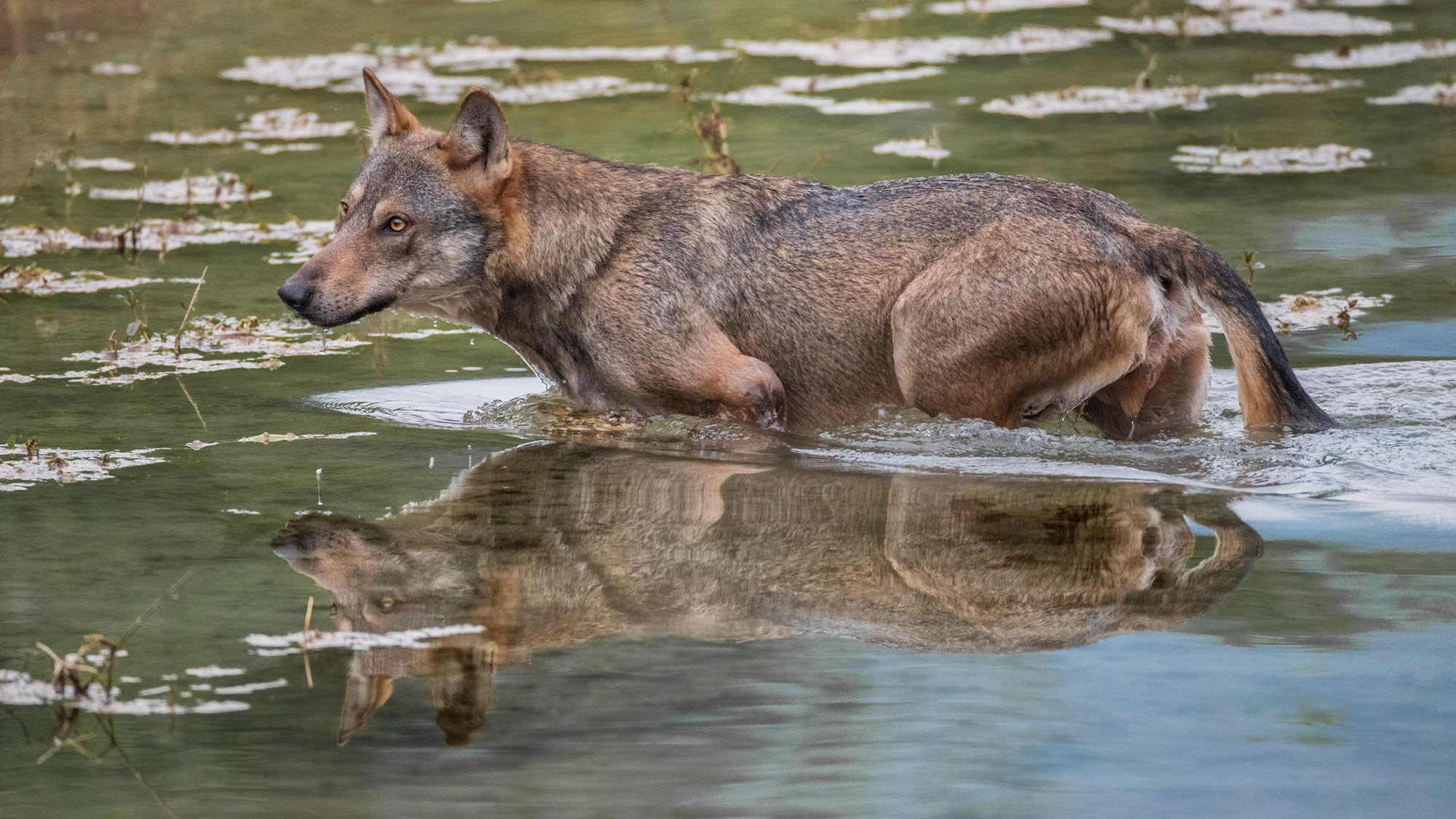 The wolf   no Abruzzo  no cattività