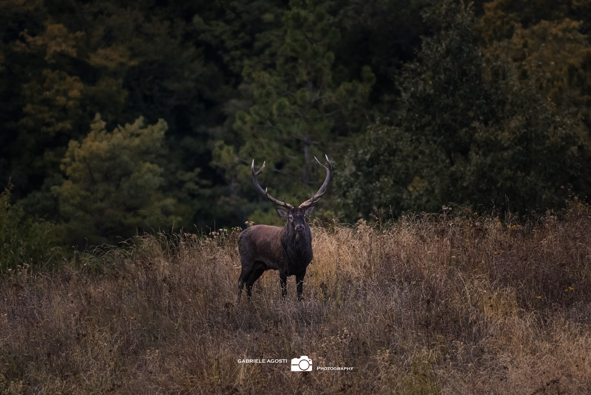 Cervo in una cornice Autunnale