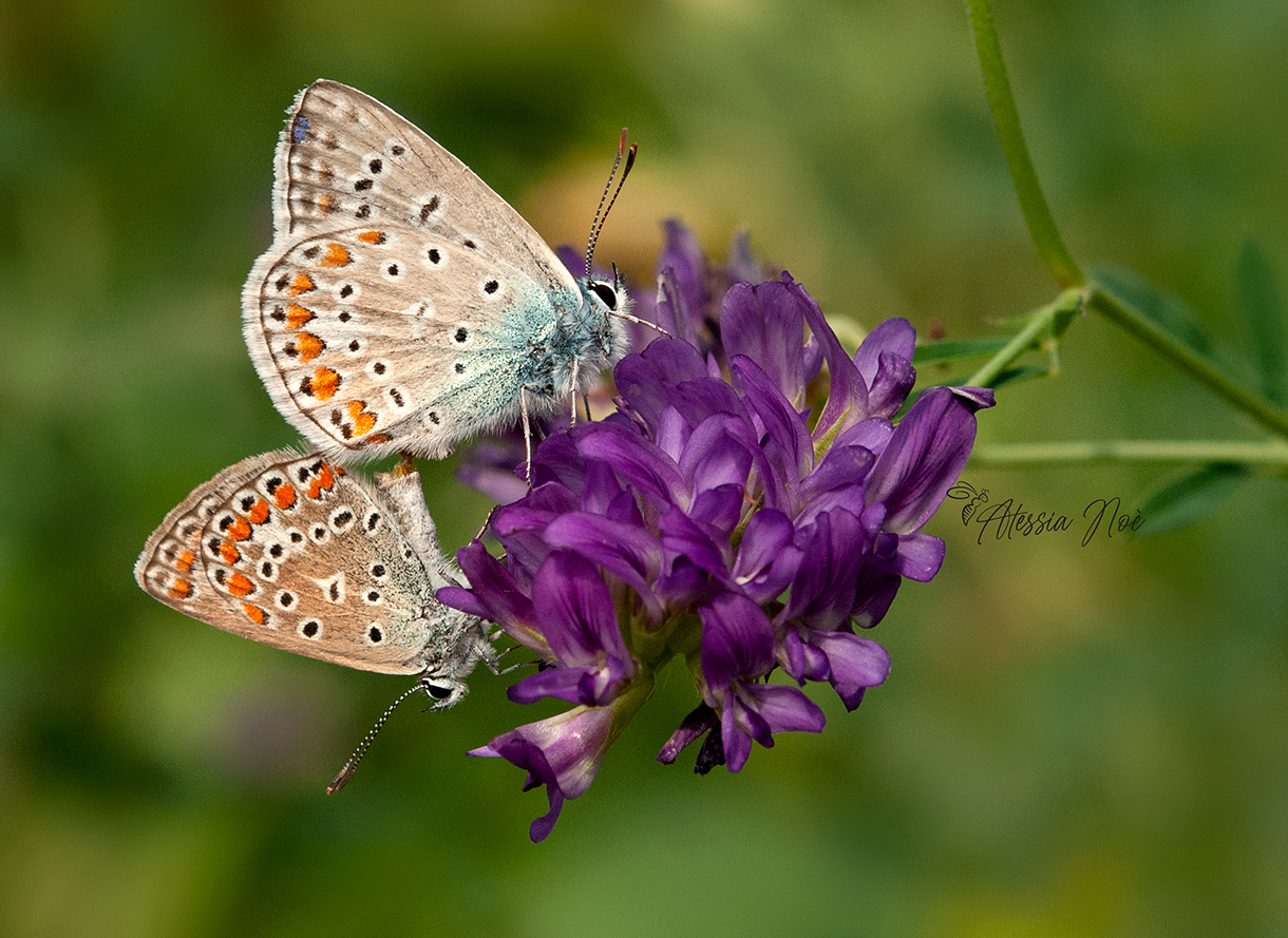 Polyommatus icarus