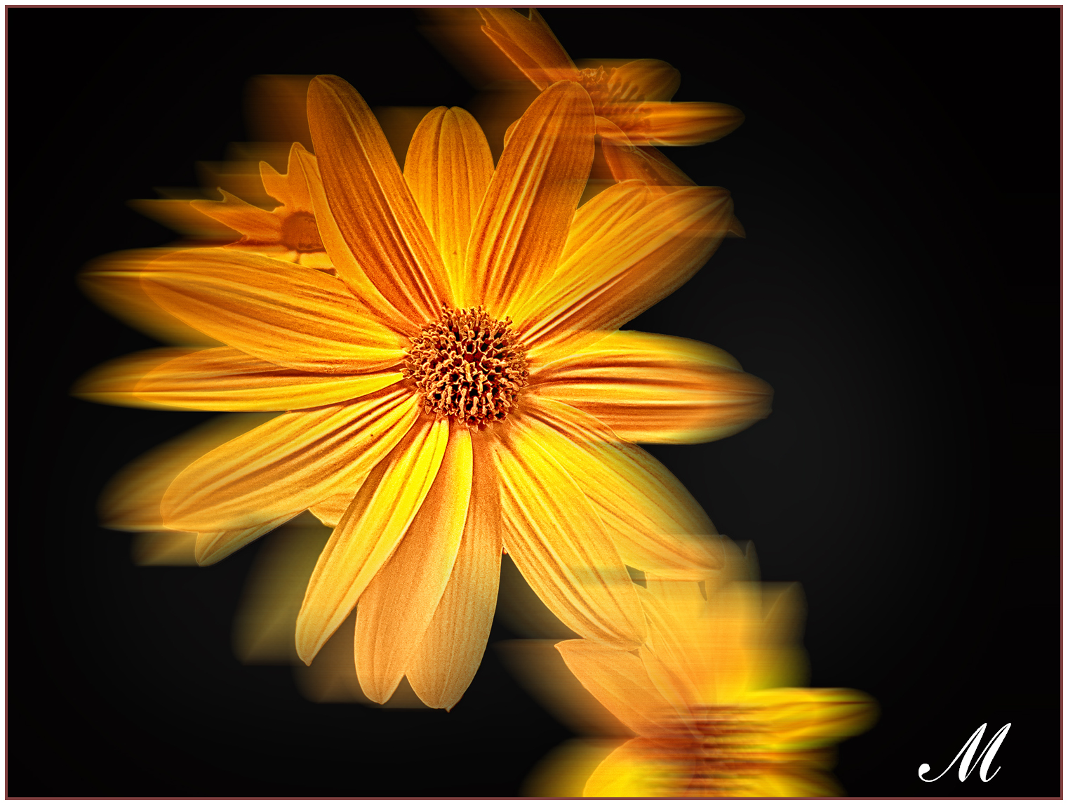 Margherite gialle...