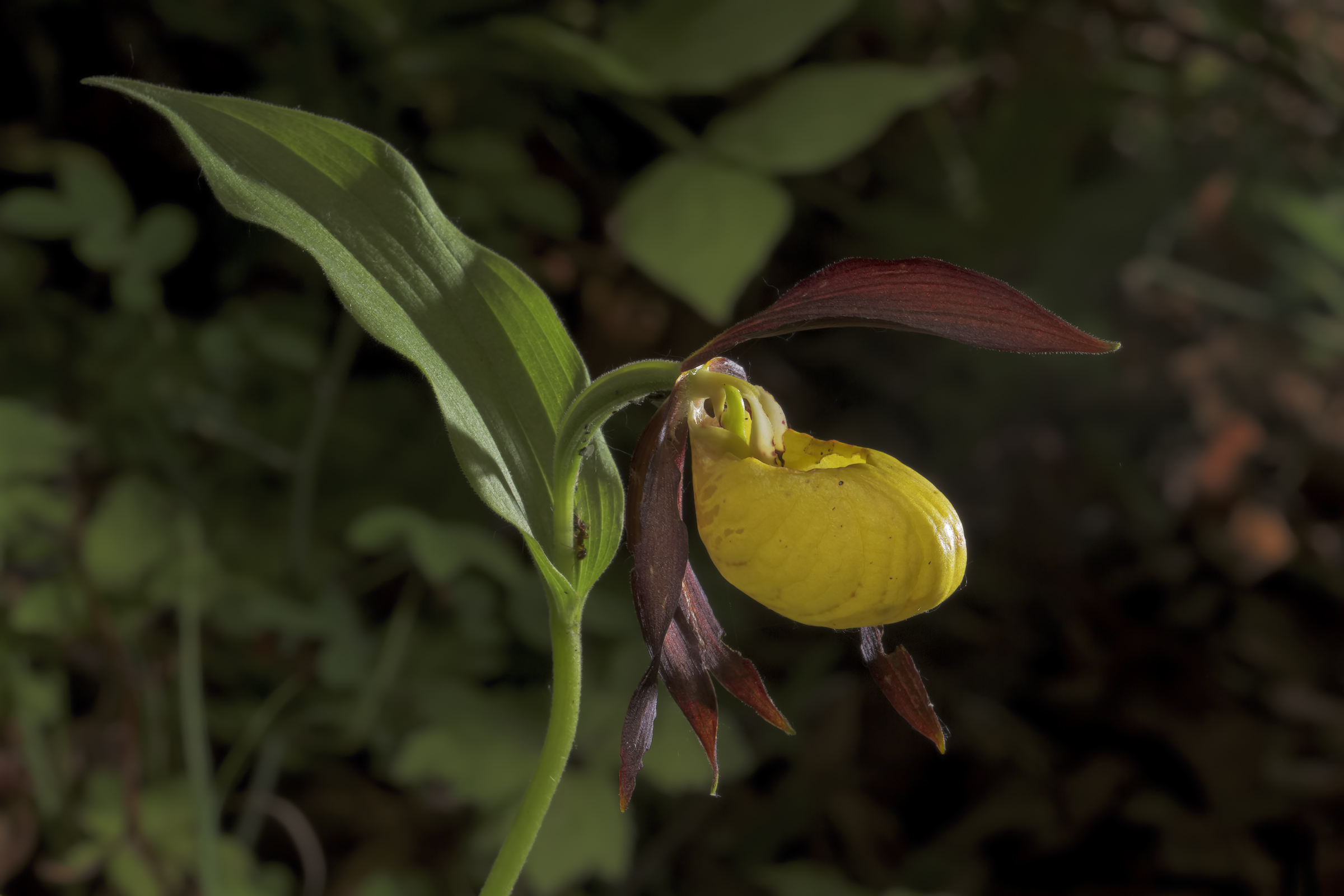 Venus Slipper