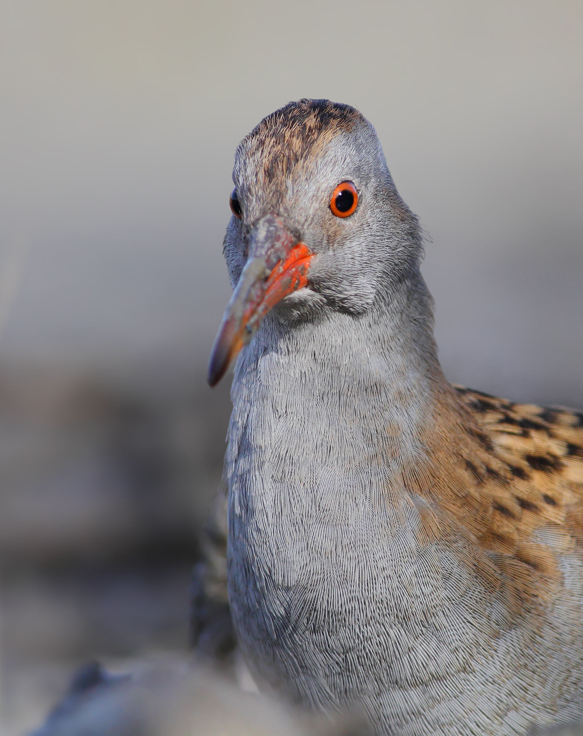 Water rail