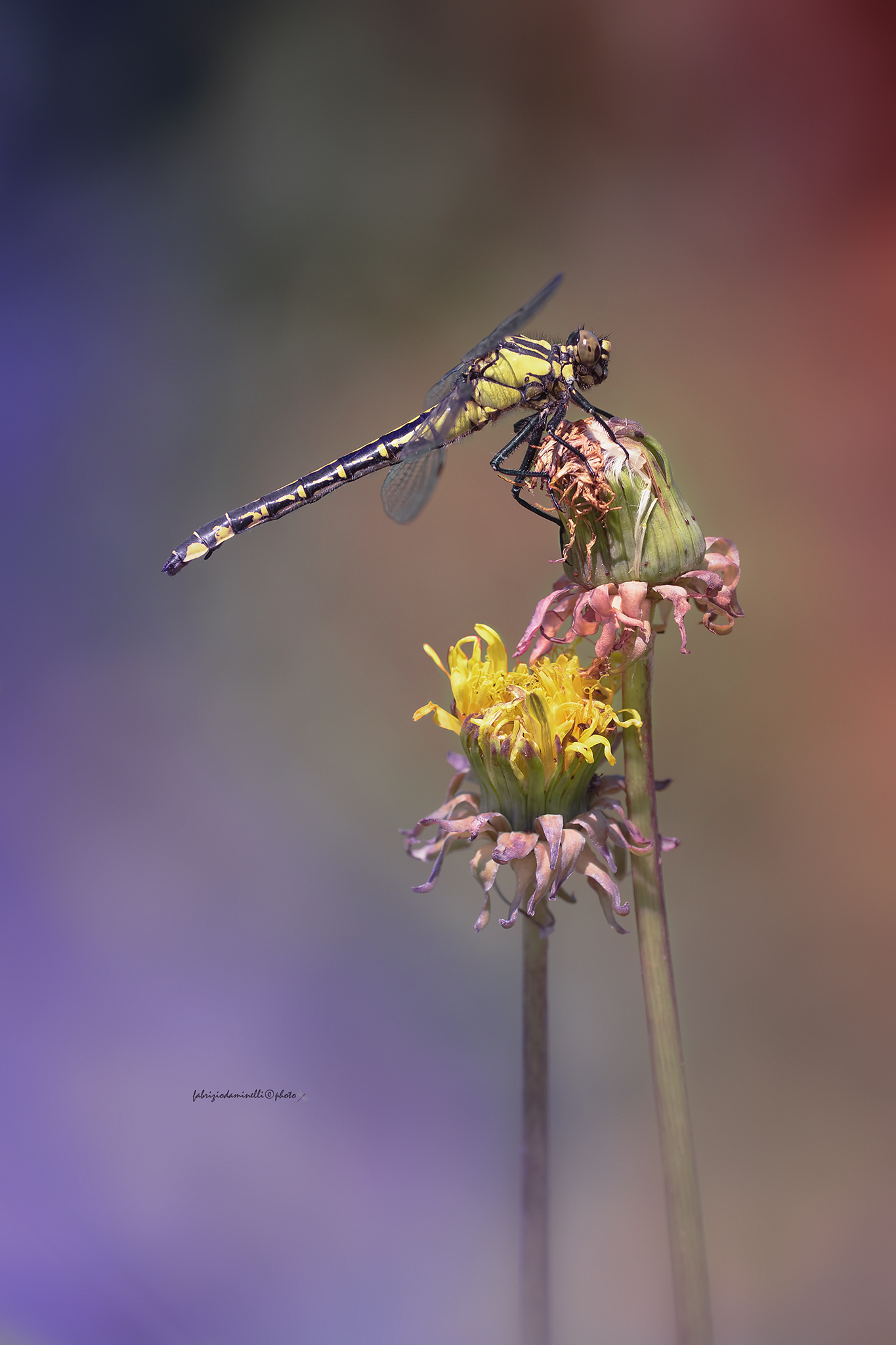Gomphus vulgatissimus