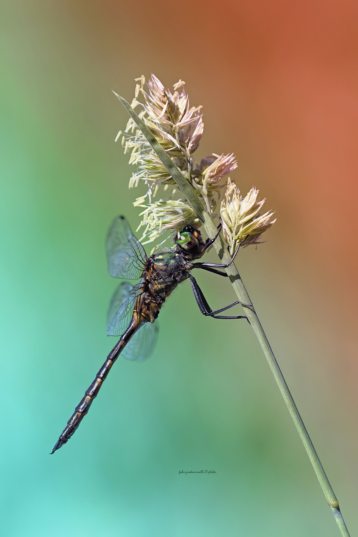 Somatochlora flavomaculata