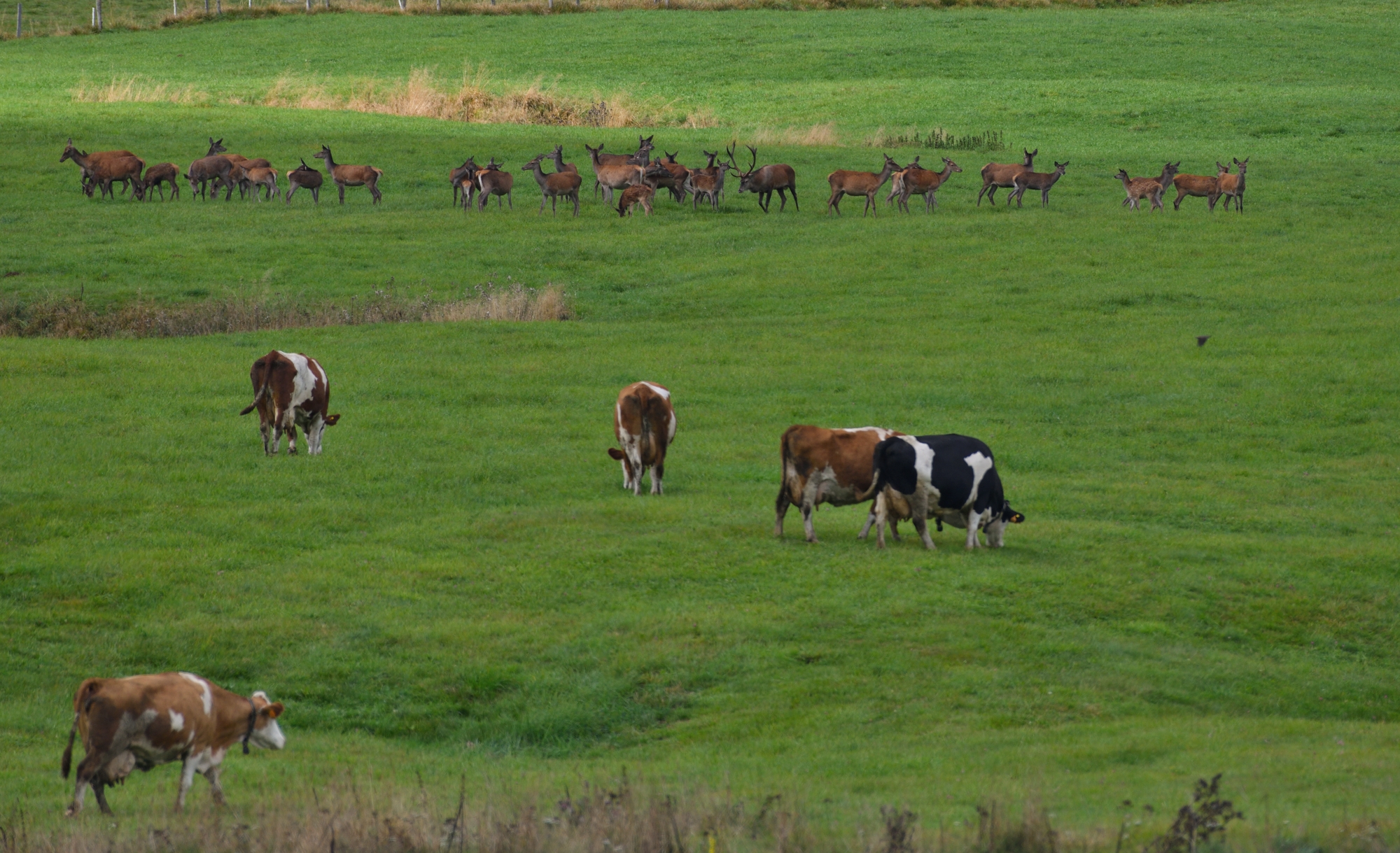 strane convivenze...