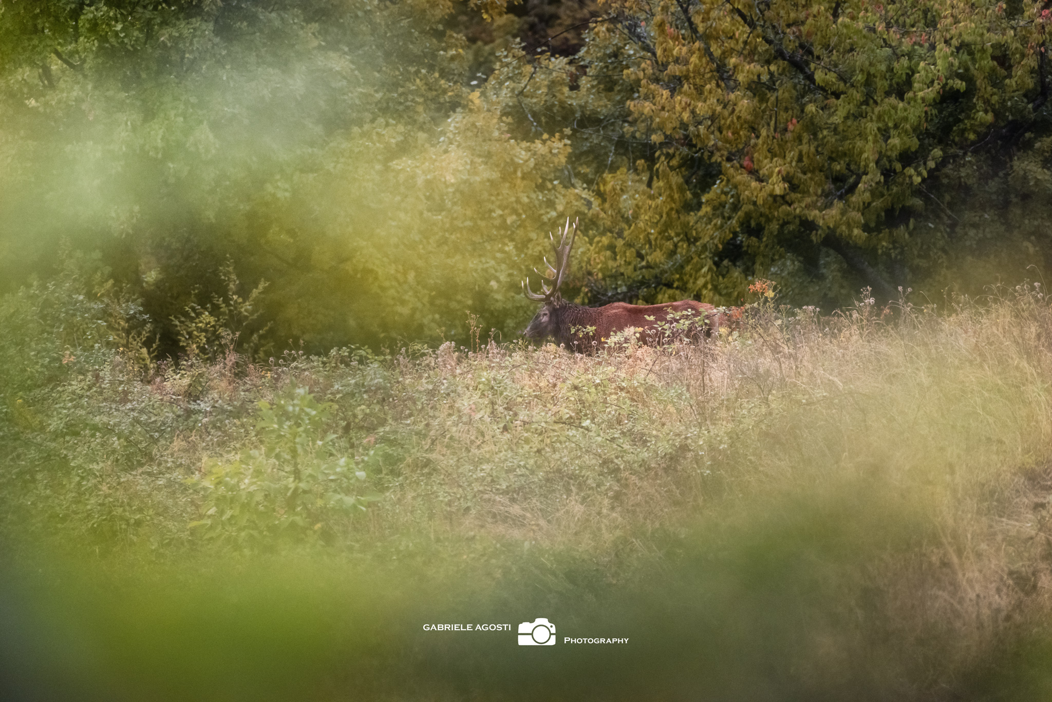 Cervo in Val Trebbia