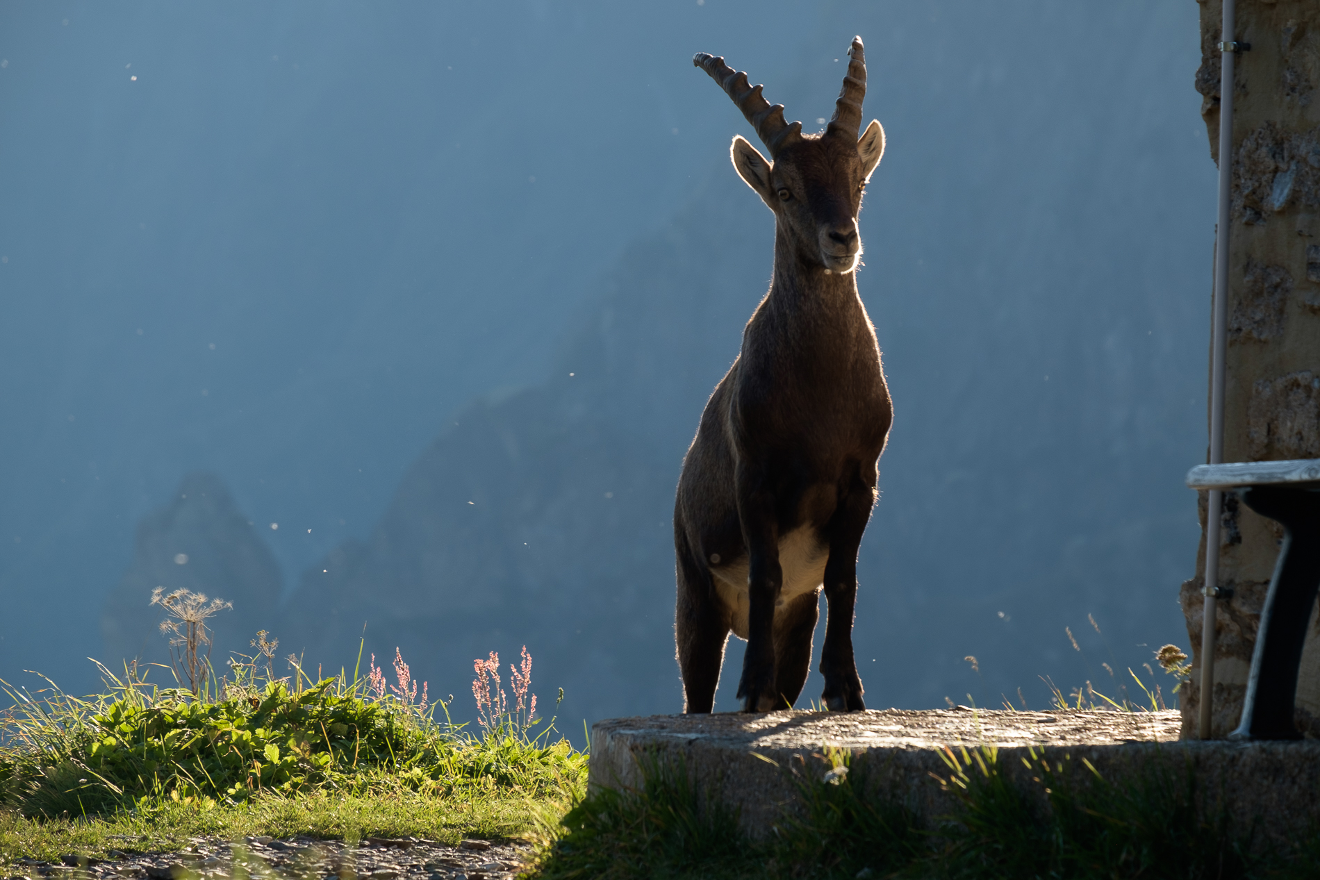 Ibex at Rifugio Curò