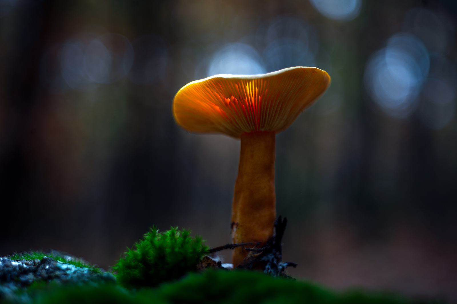 Untitled Photo