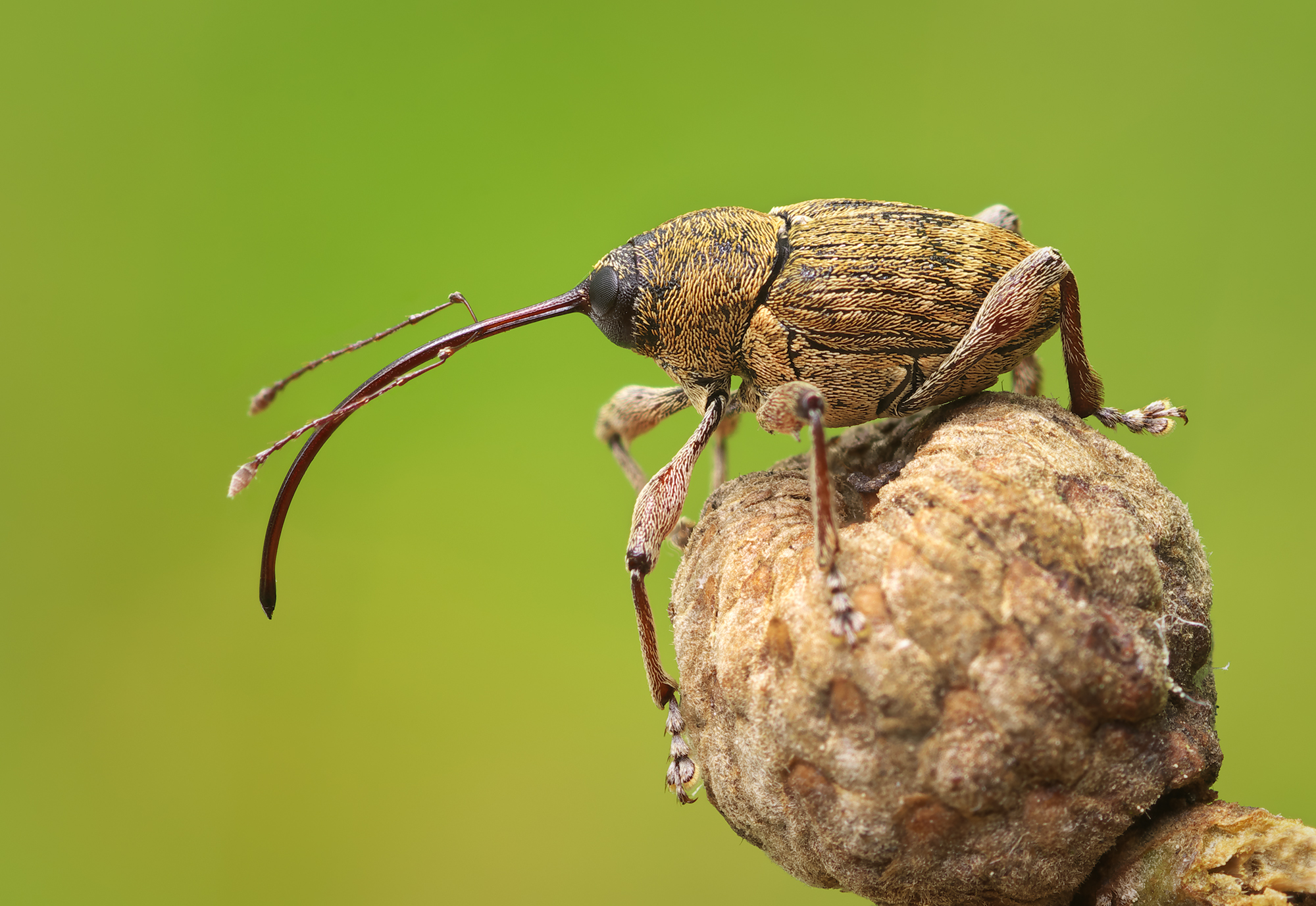 Curculio glandium