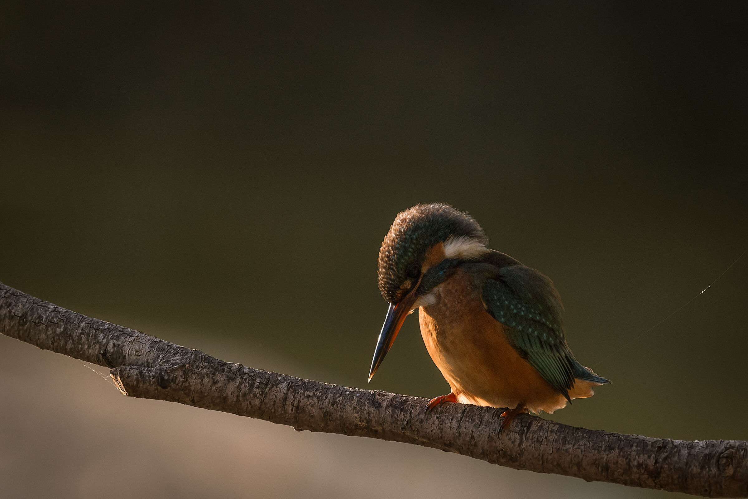 Kingfisher (female) n.1