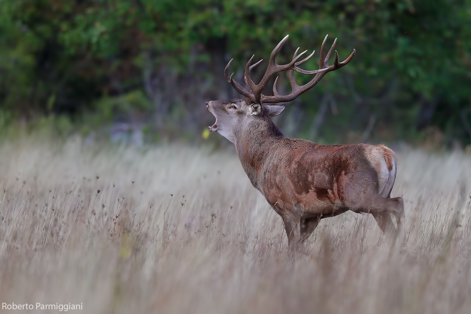 The dominant male
