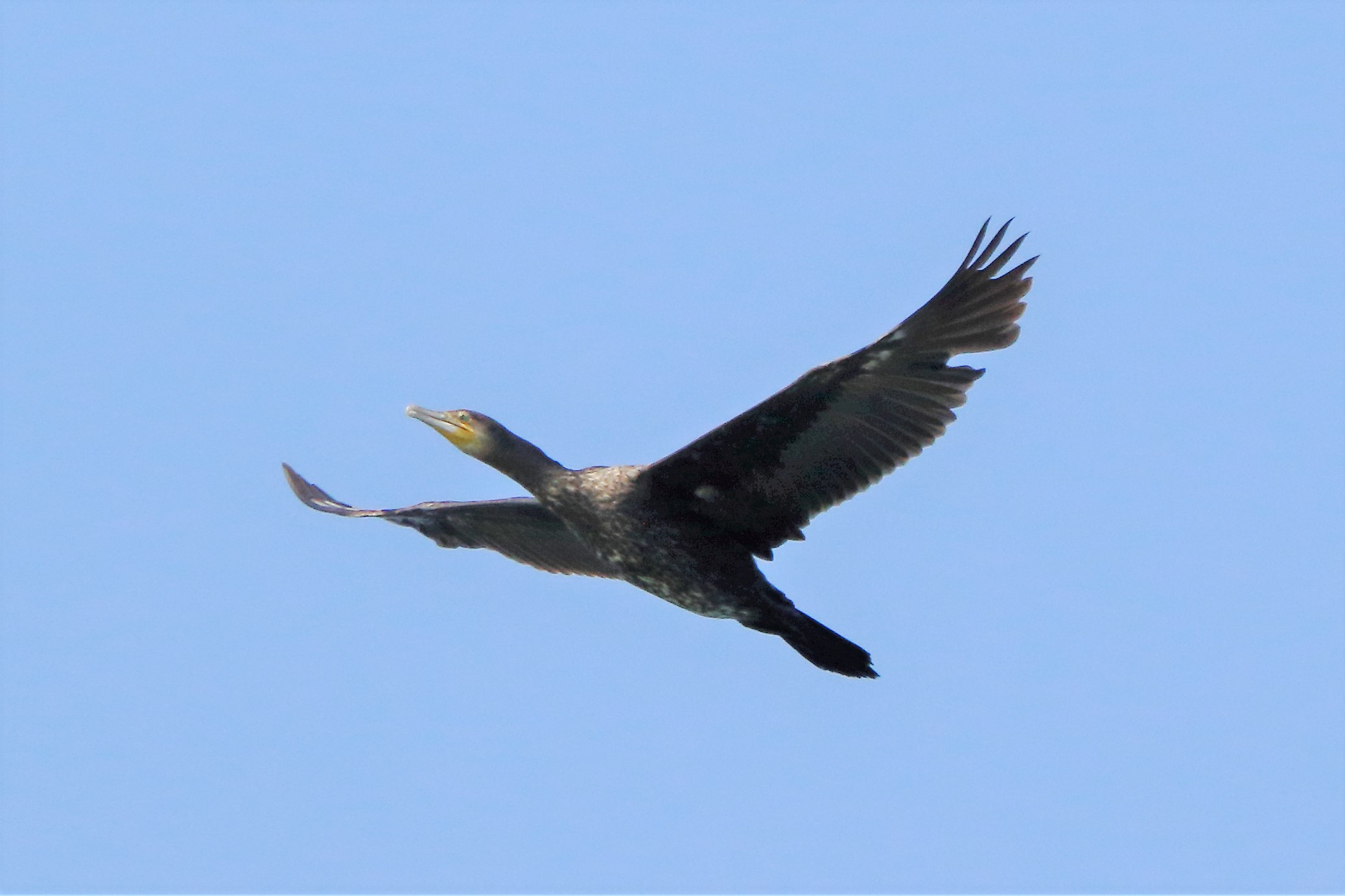 cormorant