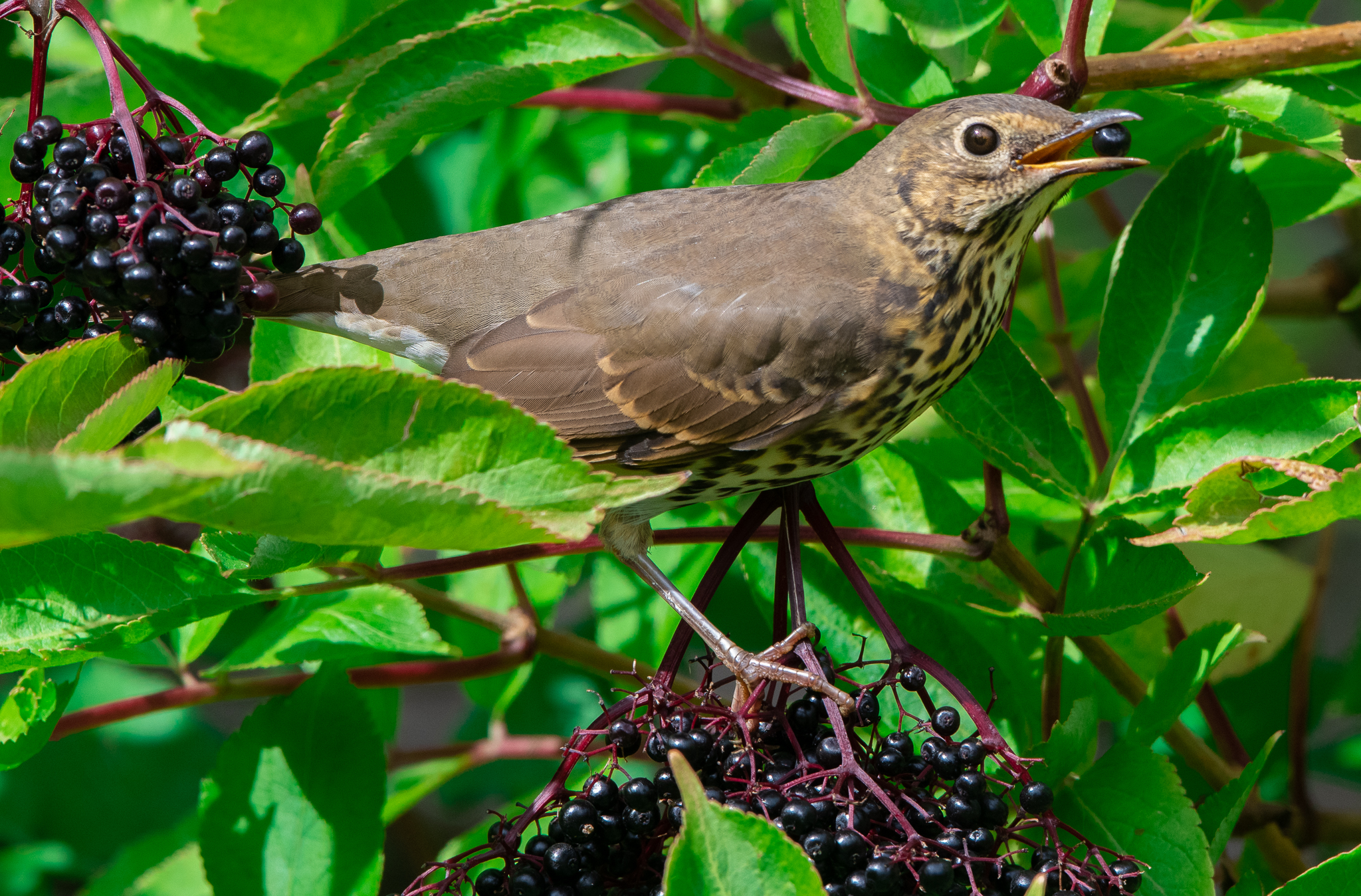 Tordo Bottaccio col sambuco